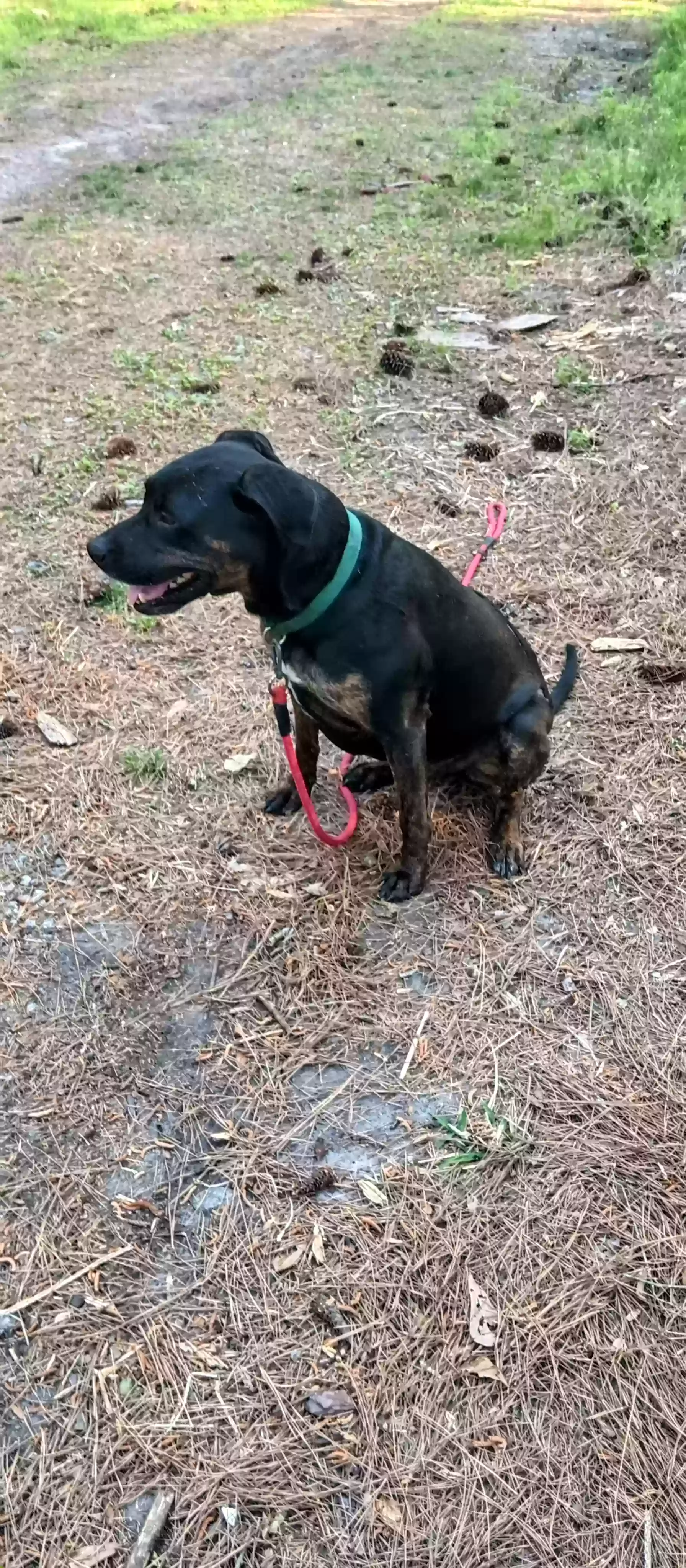adoptable Dog in Waynesburg,OH named Jax