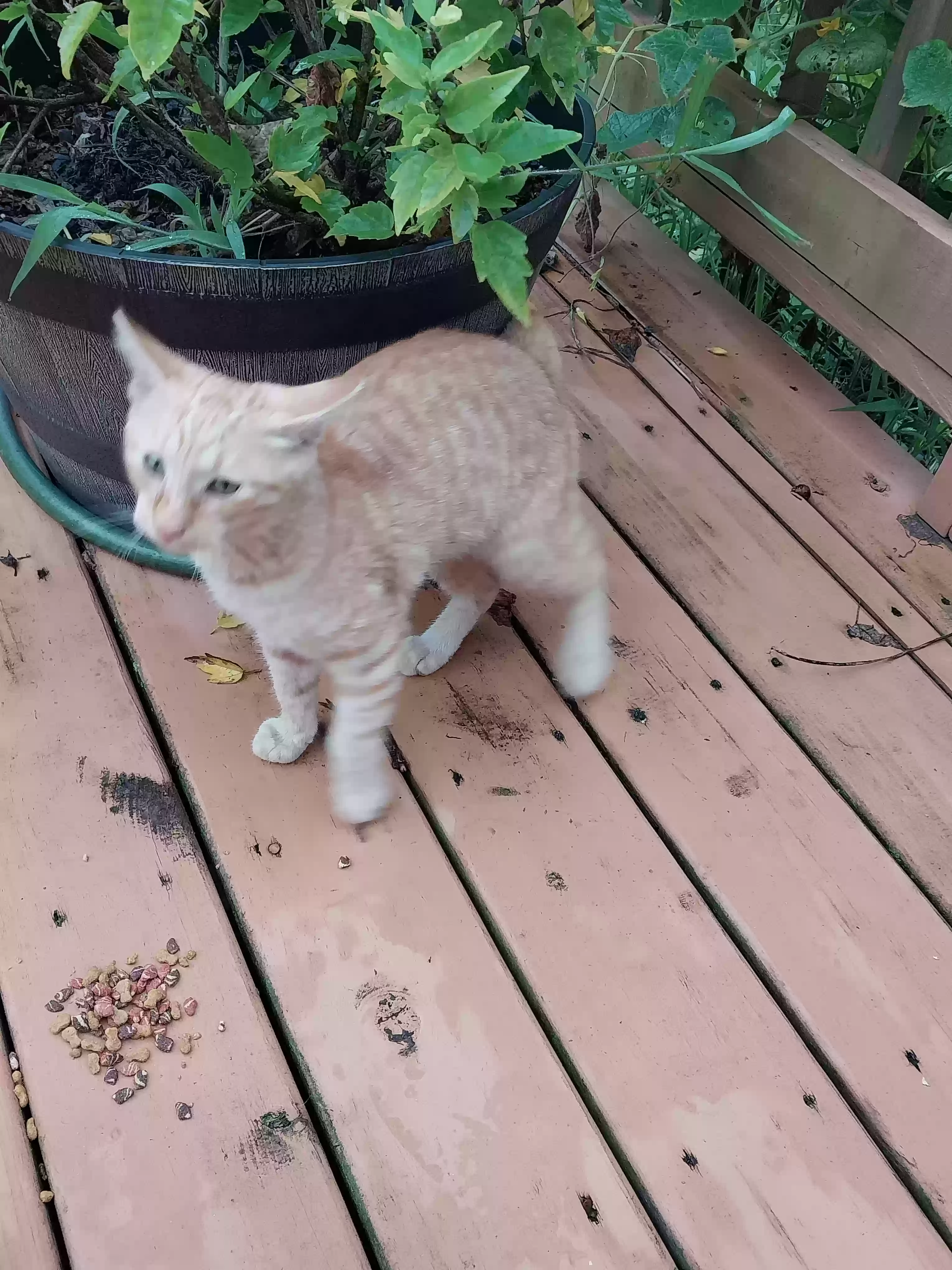 adoptable Cat in Benson,NC named Little tiny or baby little