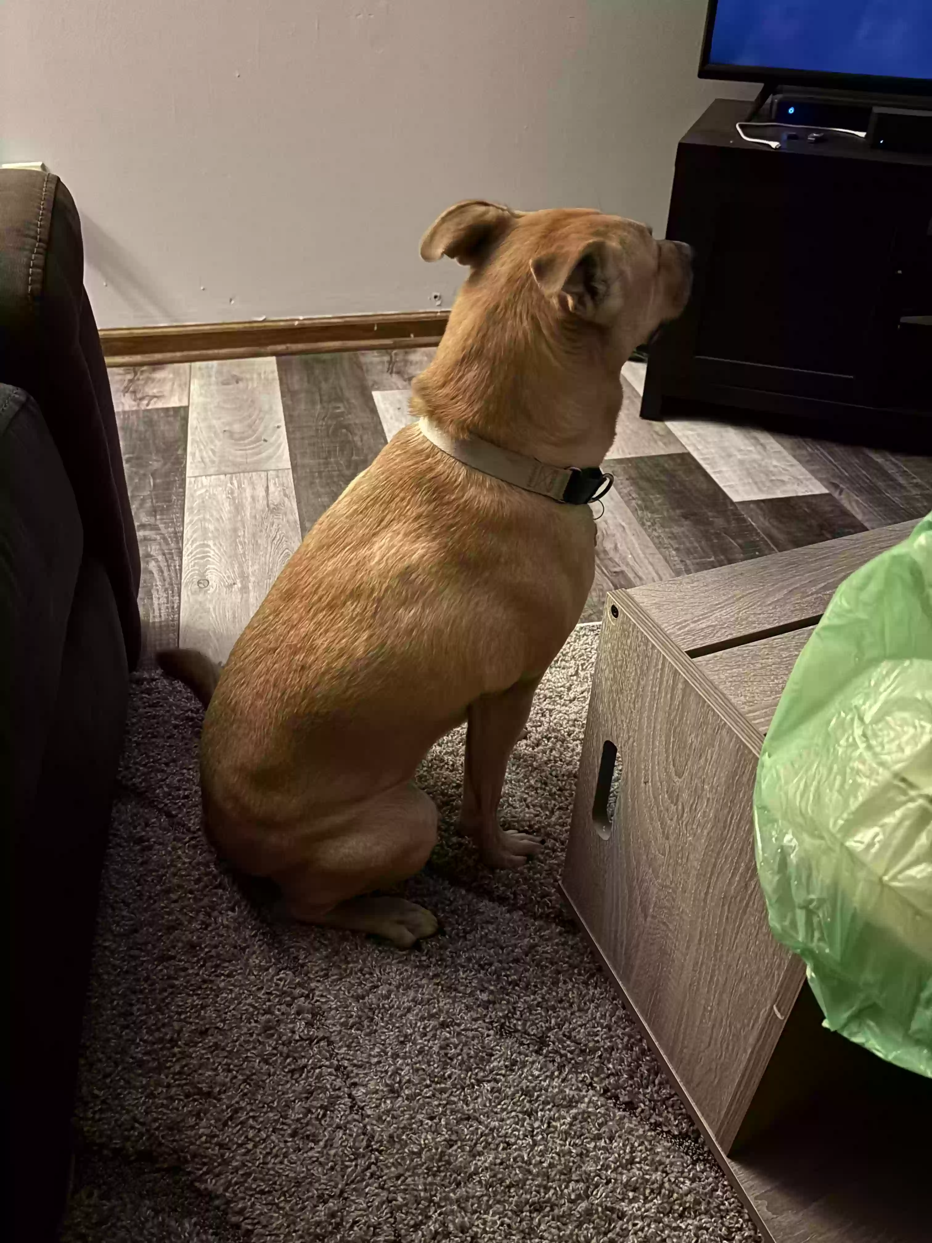 adoptable Dog in Stone Mountain,GA named Bella