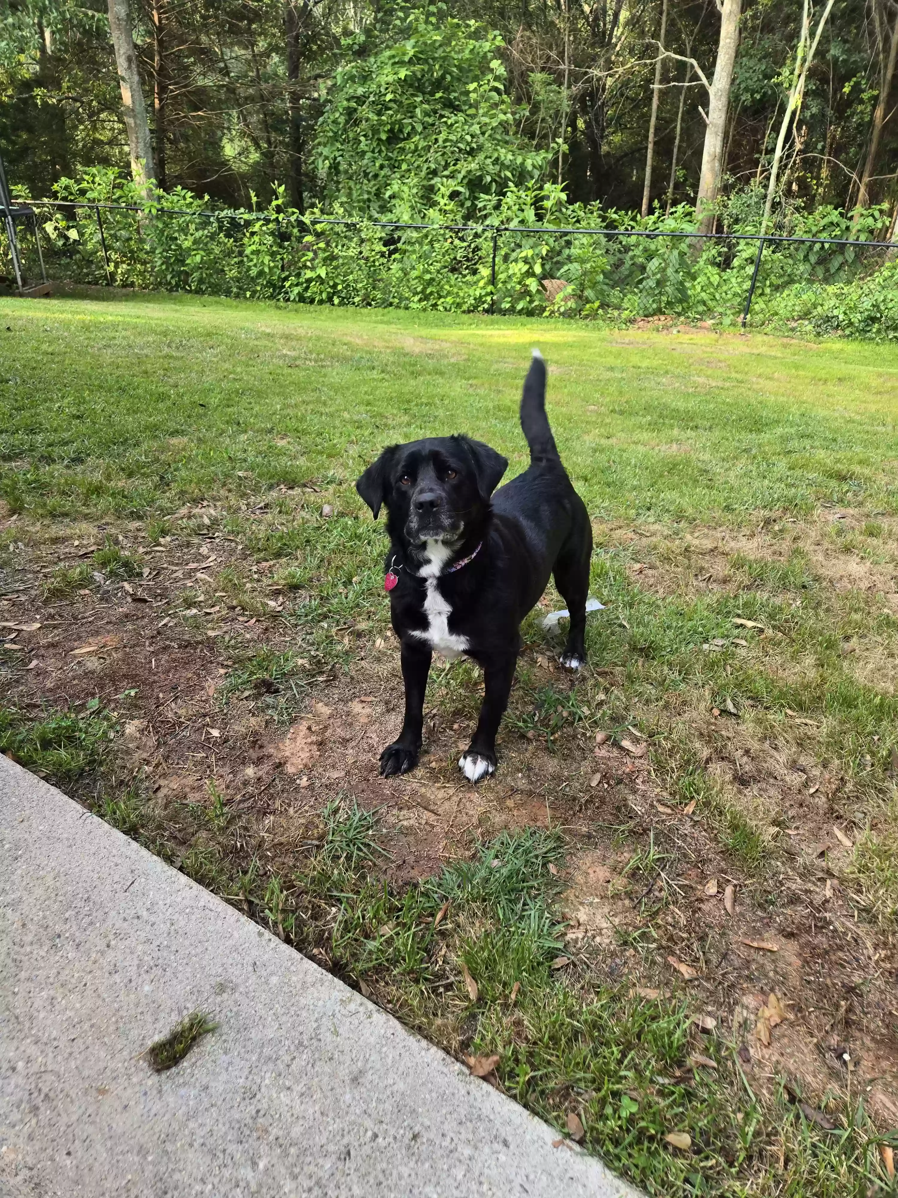 adoptable Dog in Winder,GA named Ivy