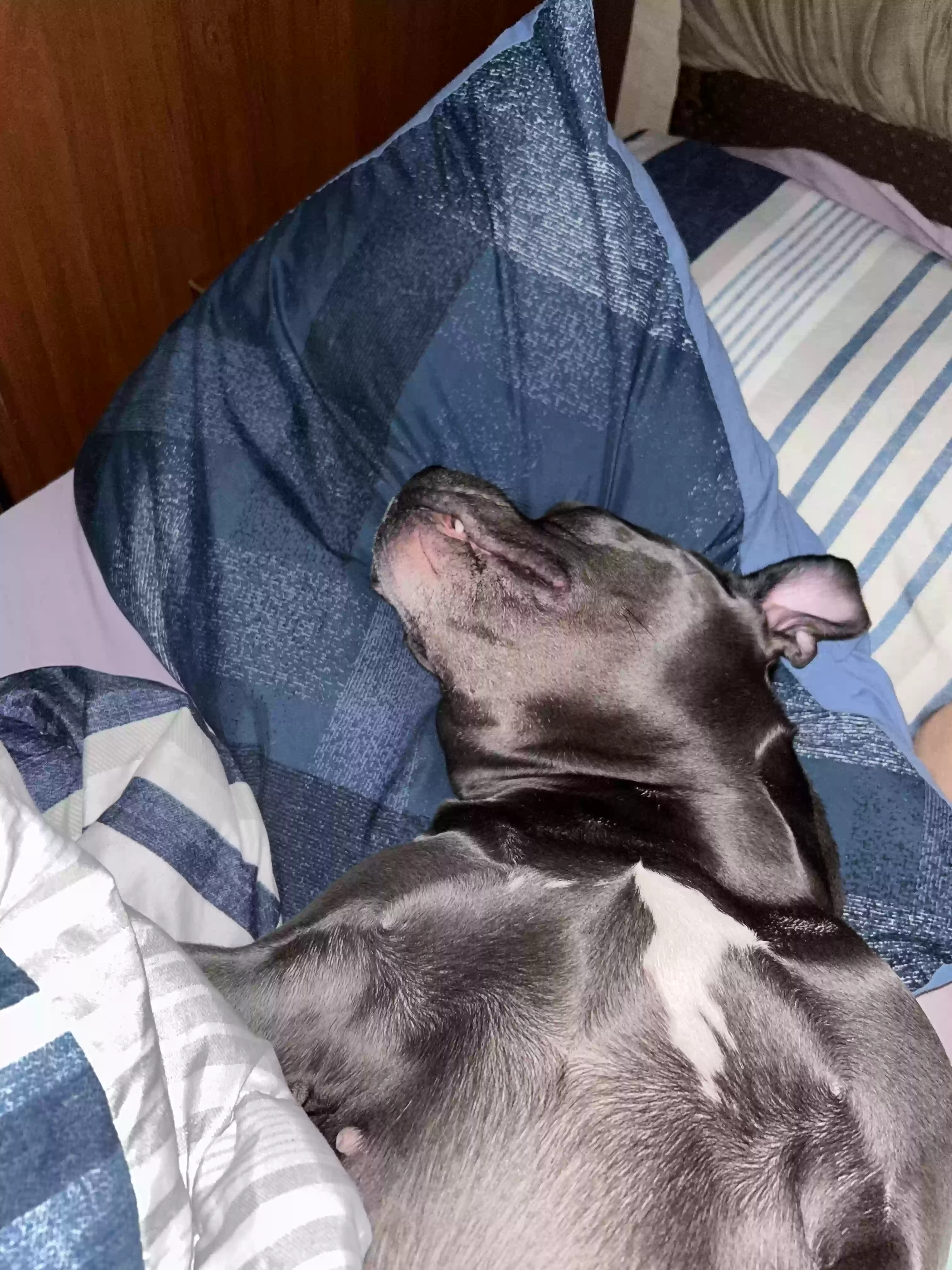 adoptable Dog in Ridgefield,WA named Sateava Safeara Cooper