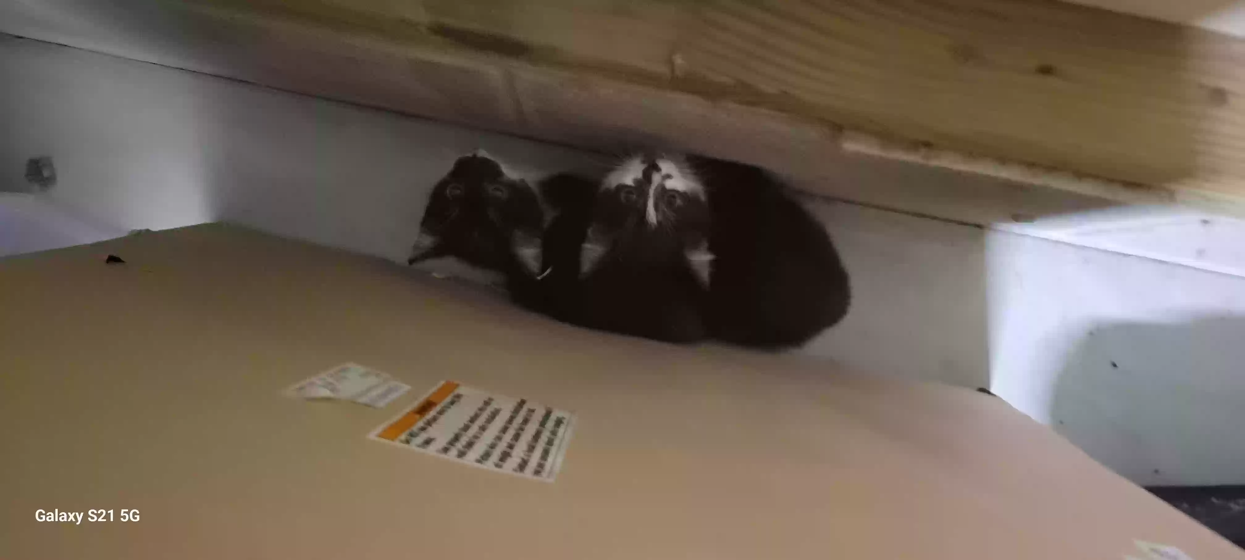 adoptable Cat in North Street,MI named No name