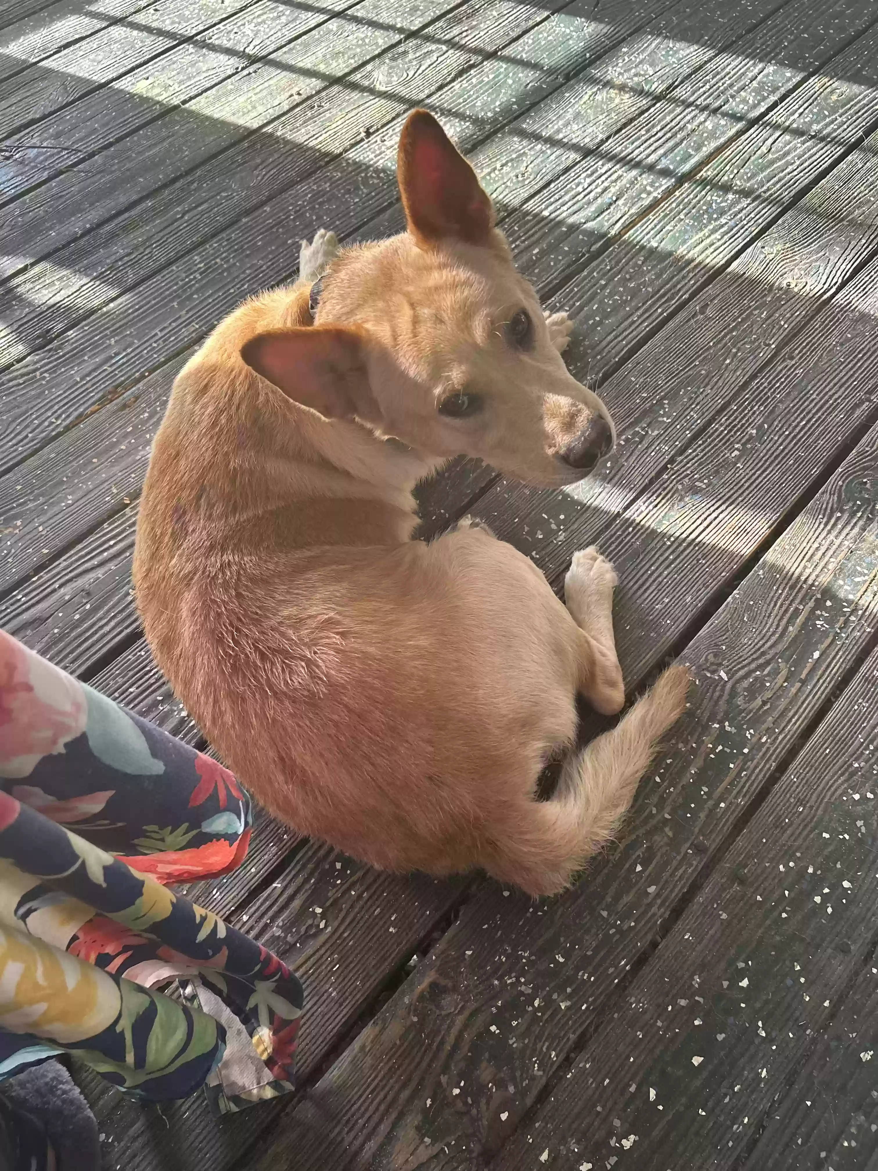 adoptable Dog in Okeechobee,FL named Encanto