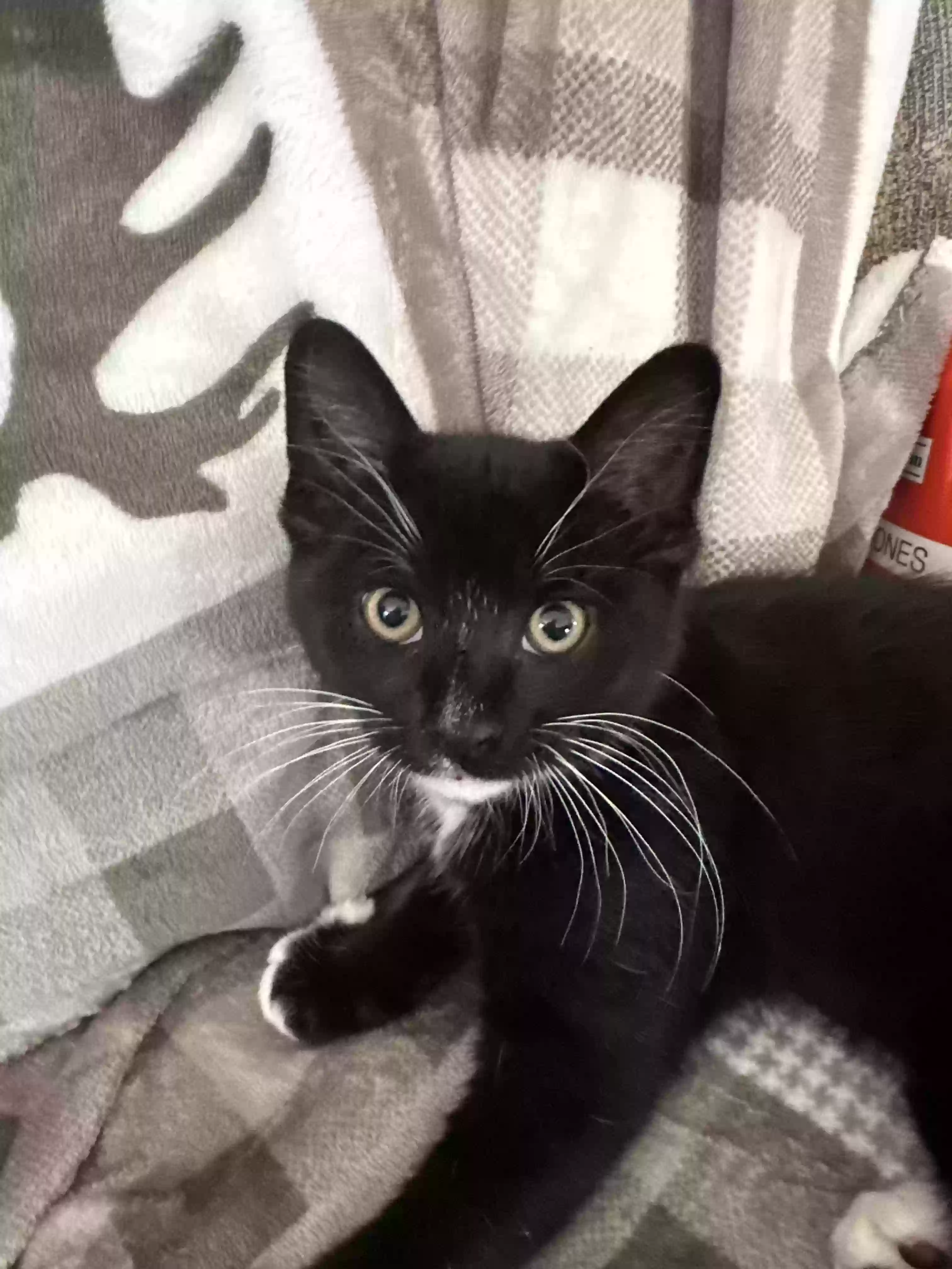 adoptable Cat in Mexico,ME named Smokey and Spooky