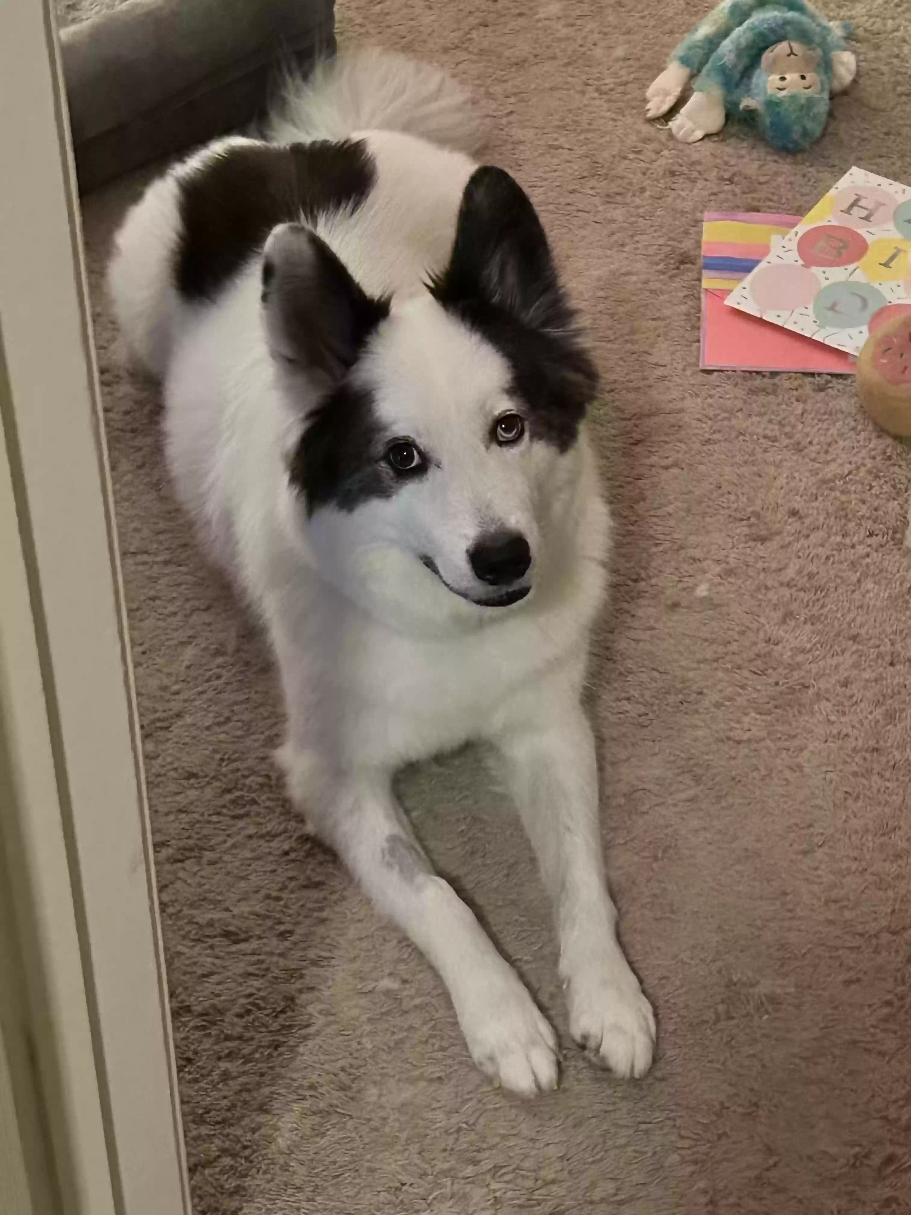 adoptable Dog in Rex,GA named Oreo
