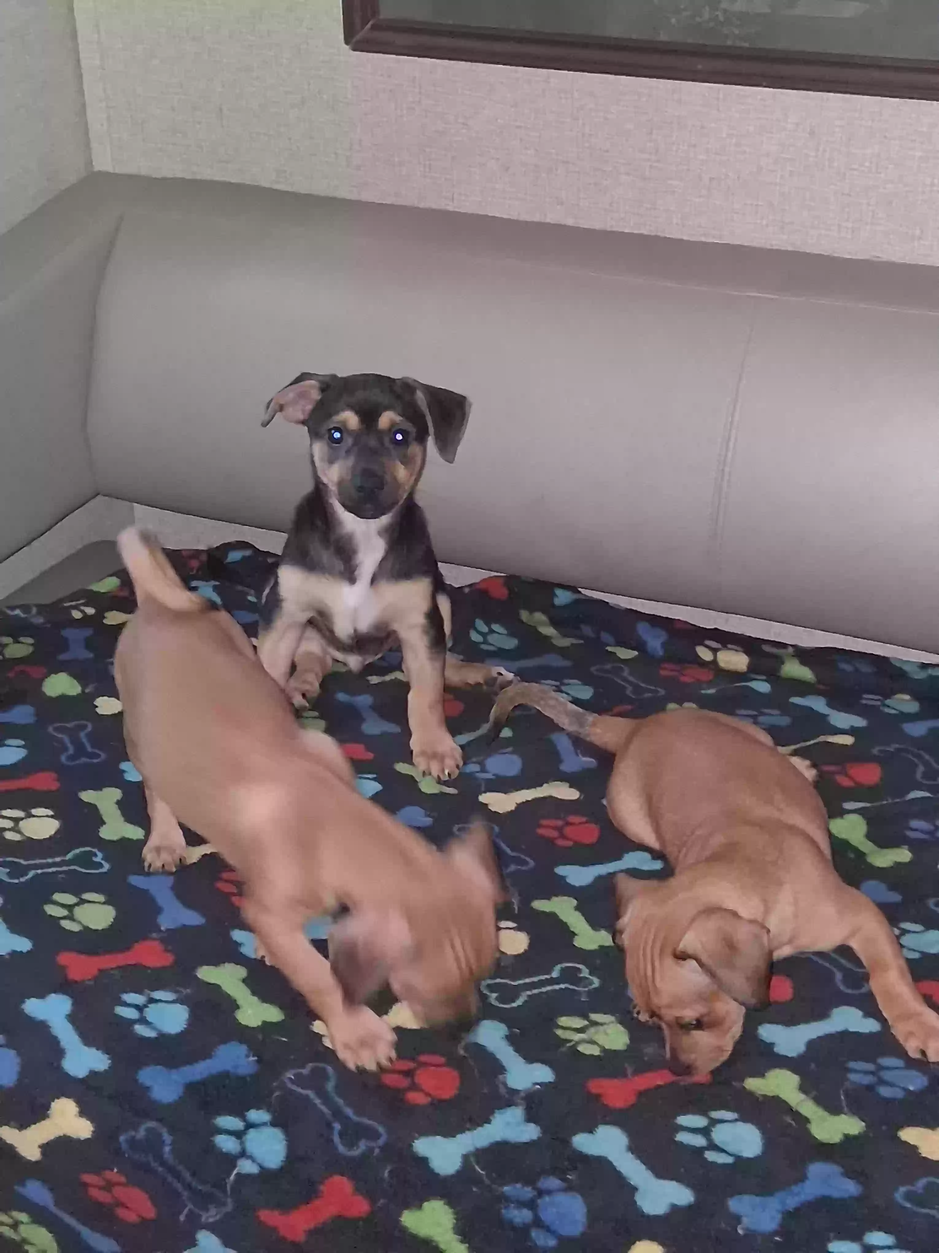 adoptable Dog in Homestead,FL named Max