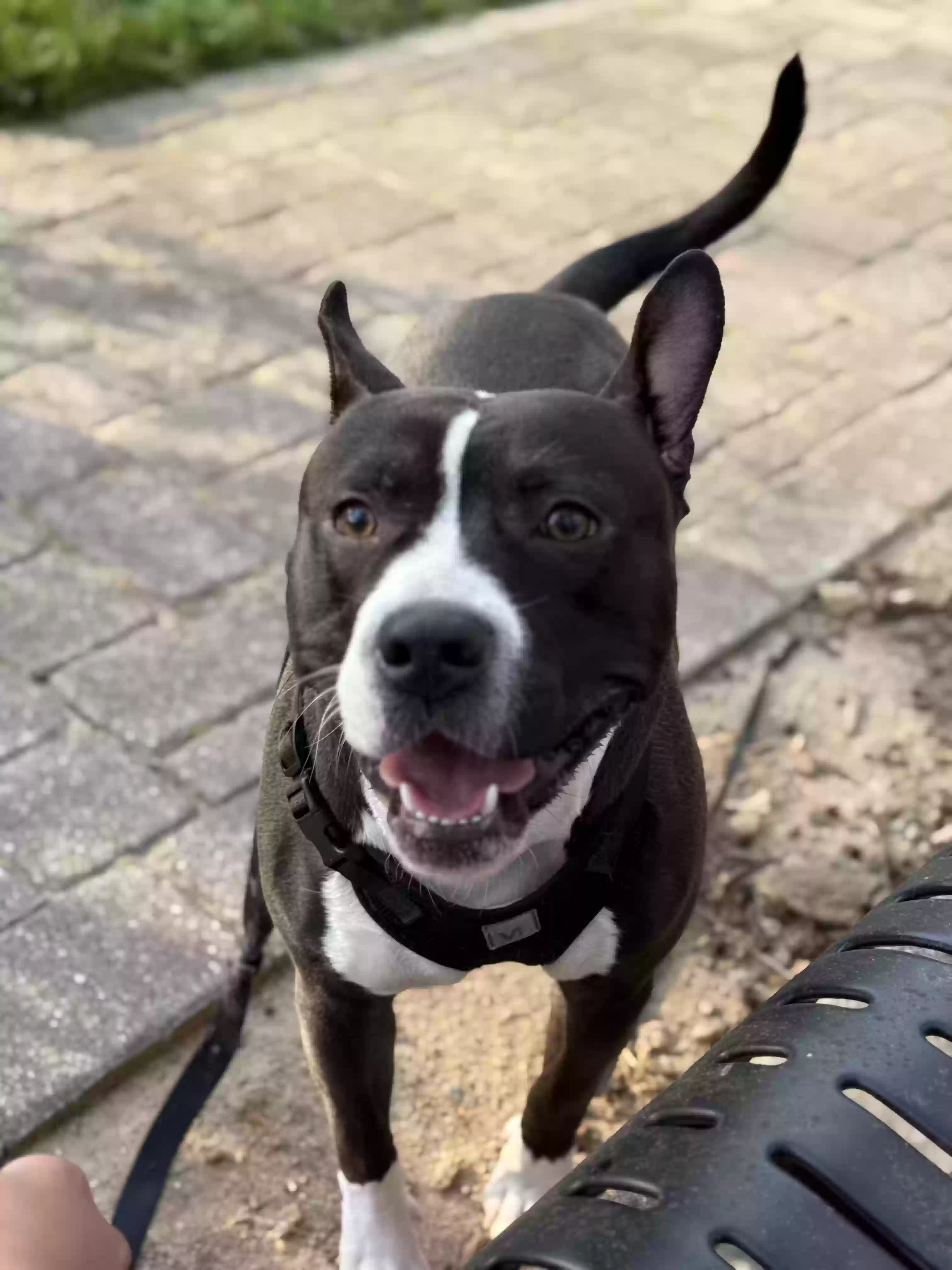 adoptable Dog in Raleigh,NC named Drako