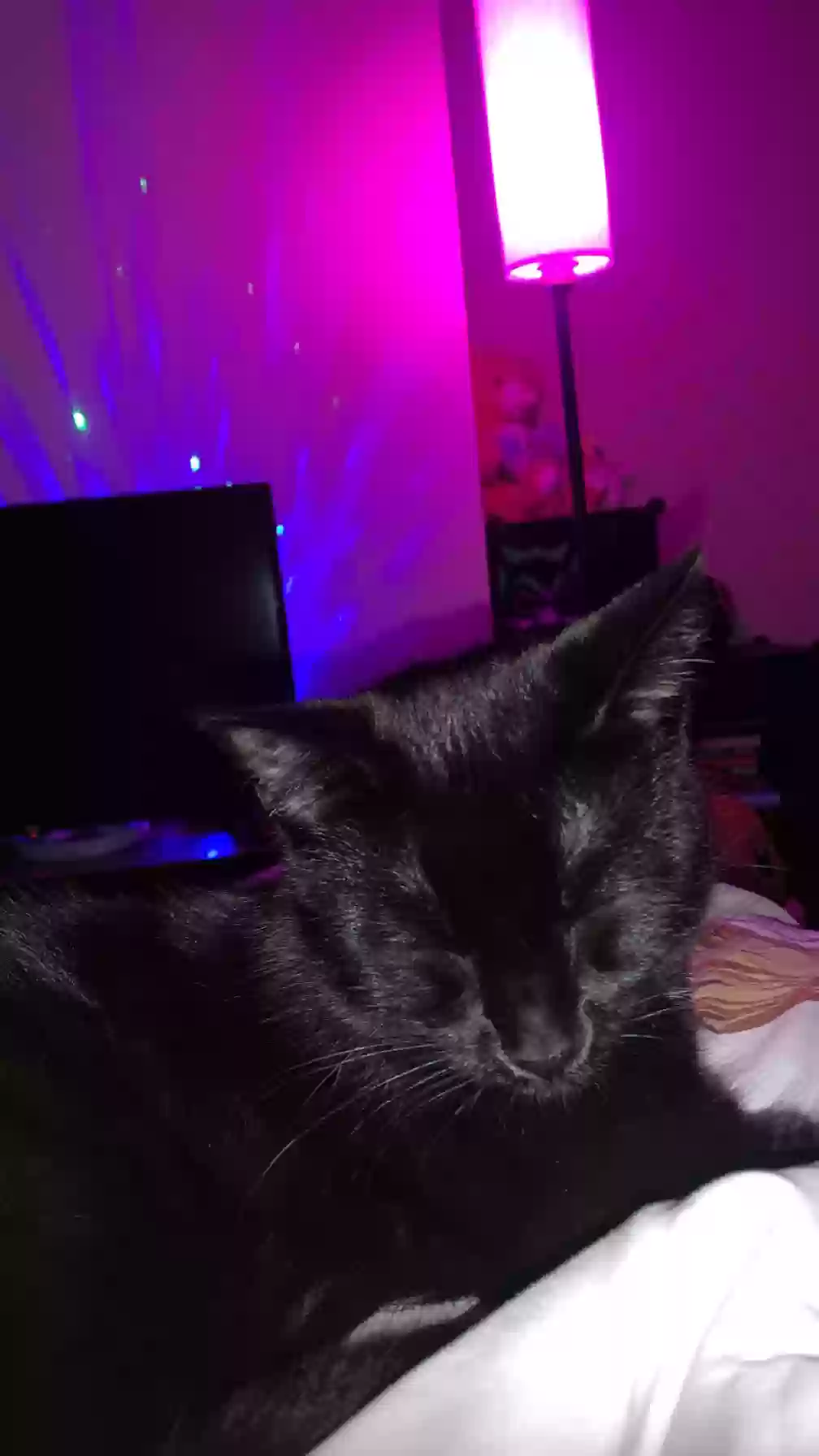 adoptable Cat in Des Moines,IA named Earth