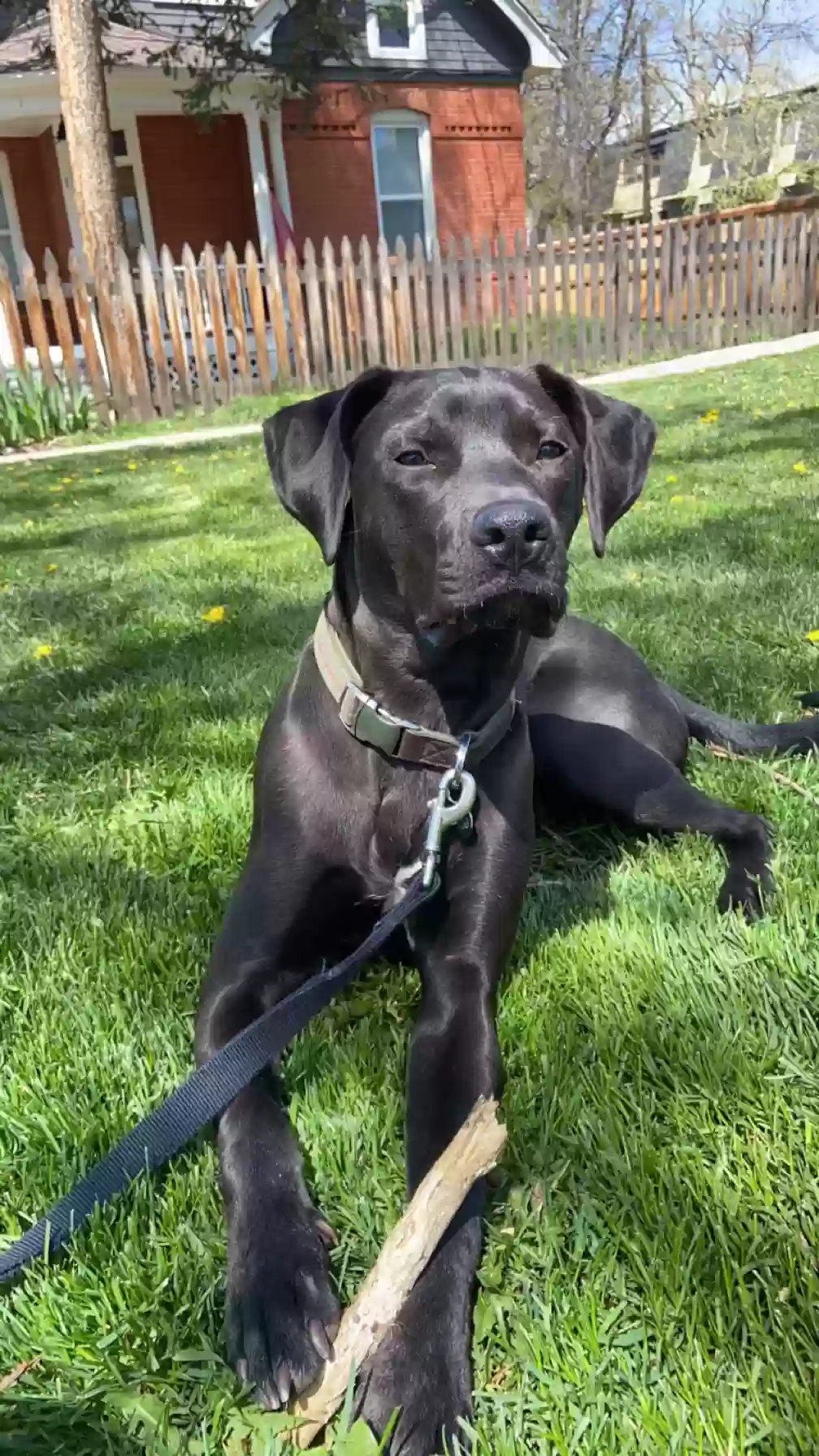 adoptable Dog in Boulder,CO named Bug