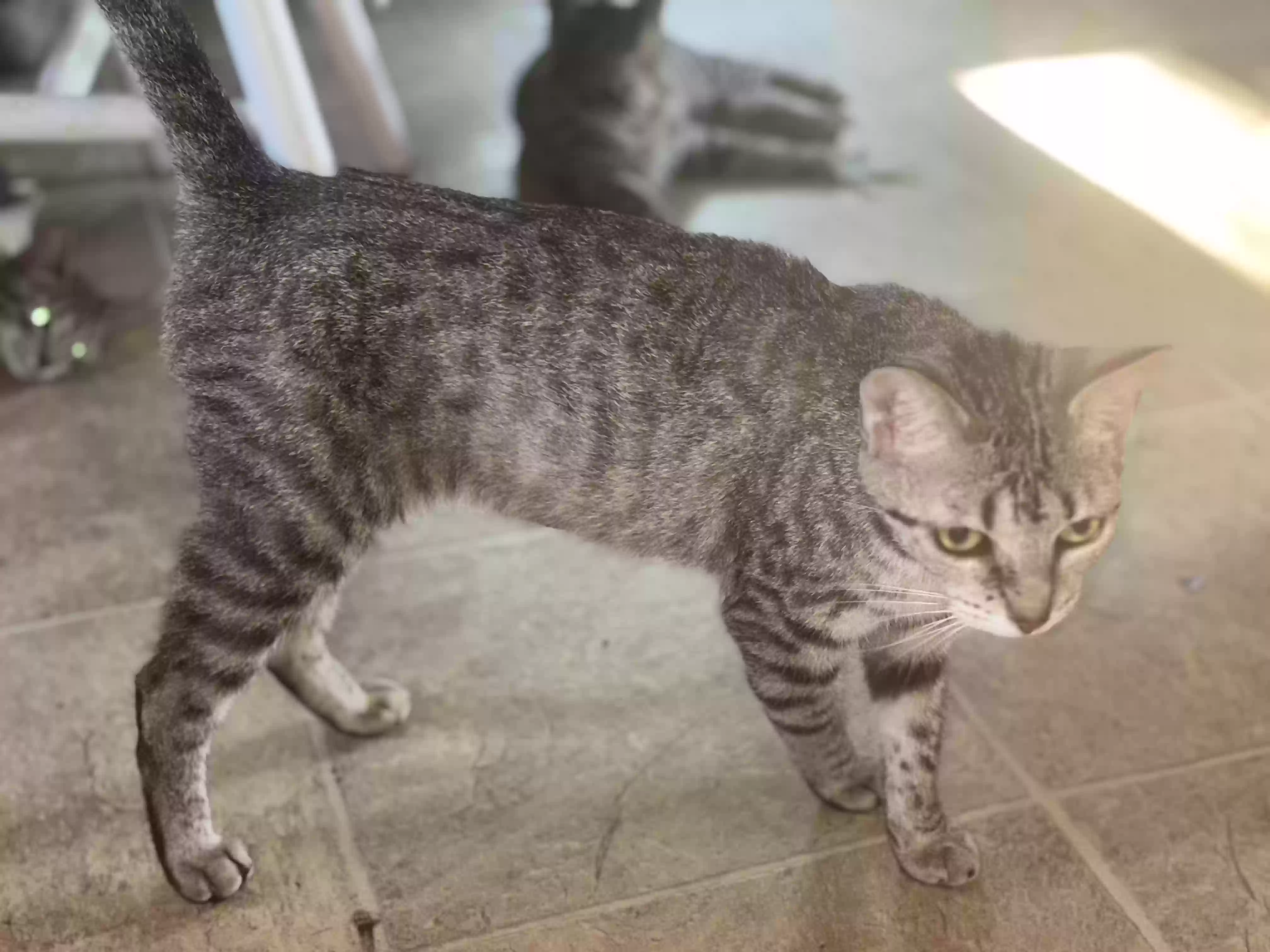 adoptable Cat in Hamilton,OH named Tubly