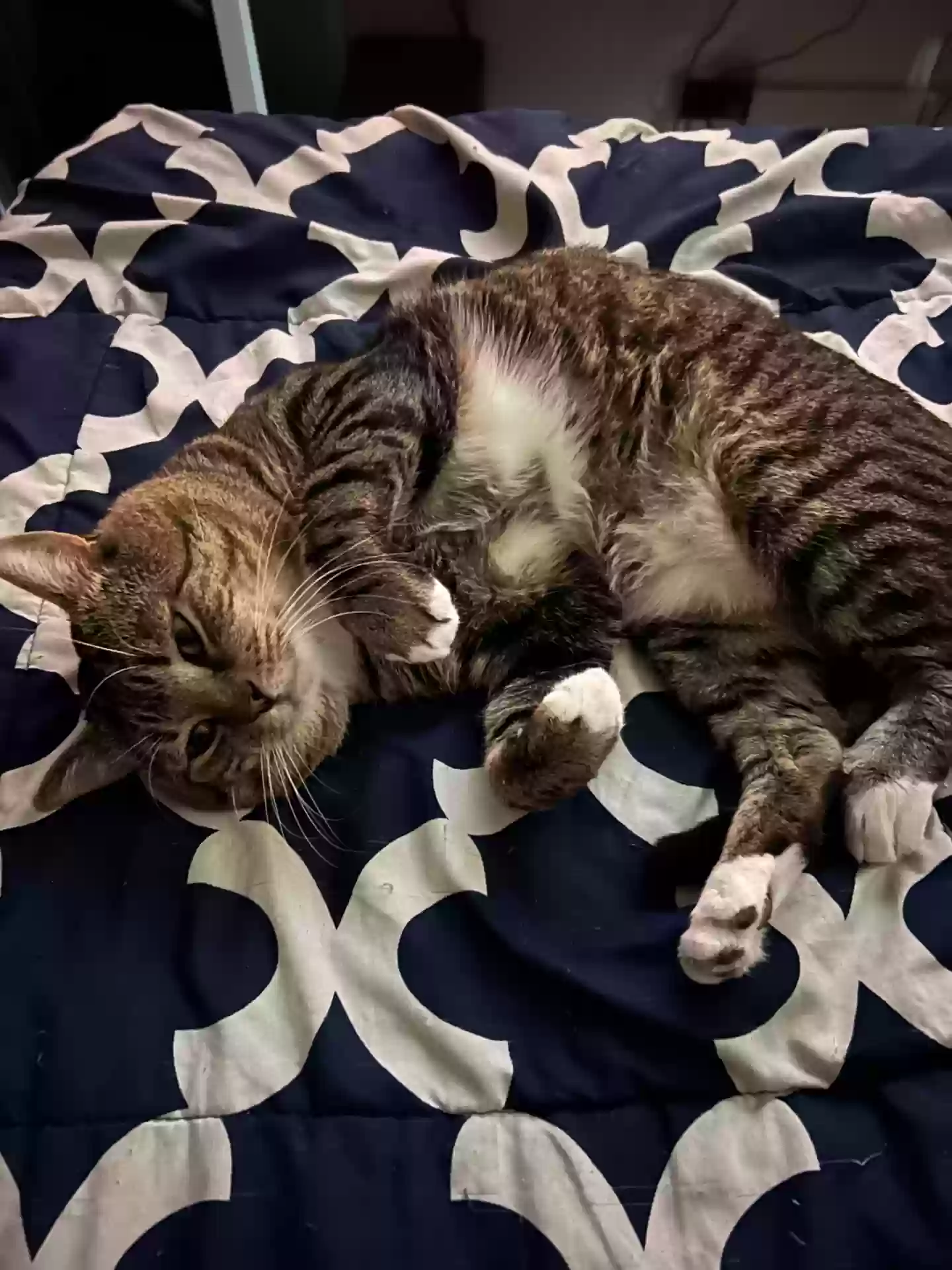 adoptable Cat in Jamaica,NY named Raisen