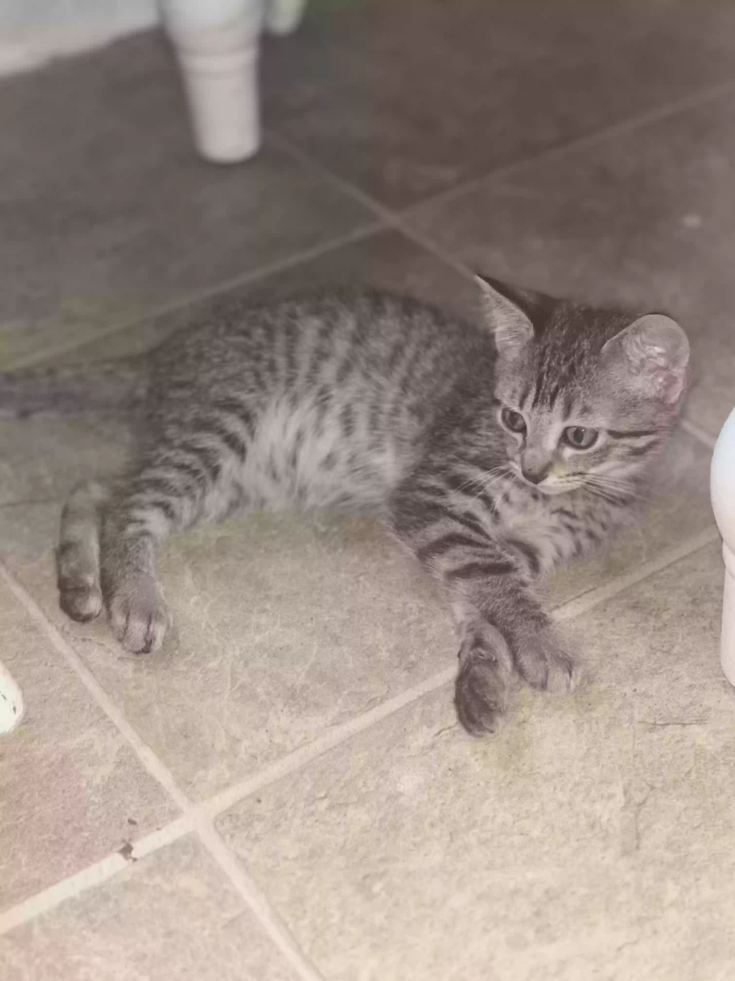 adoptable Cat in Hamilton,OH named Mario