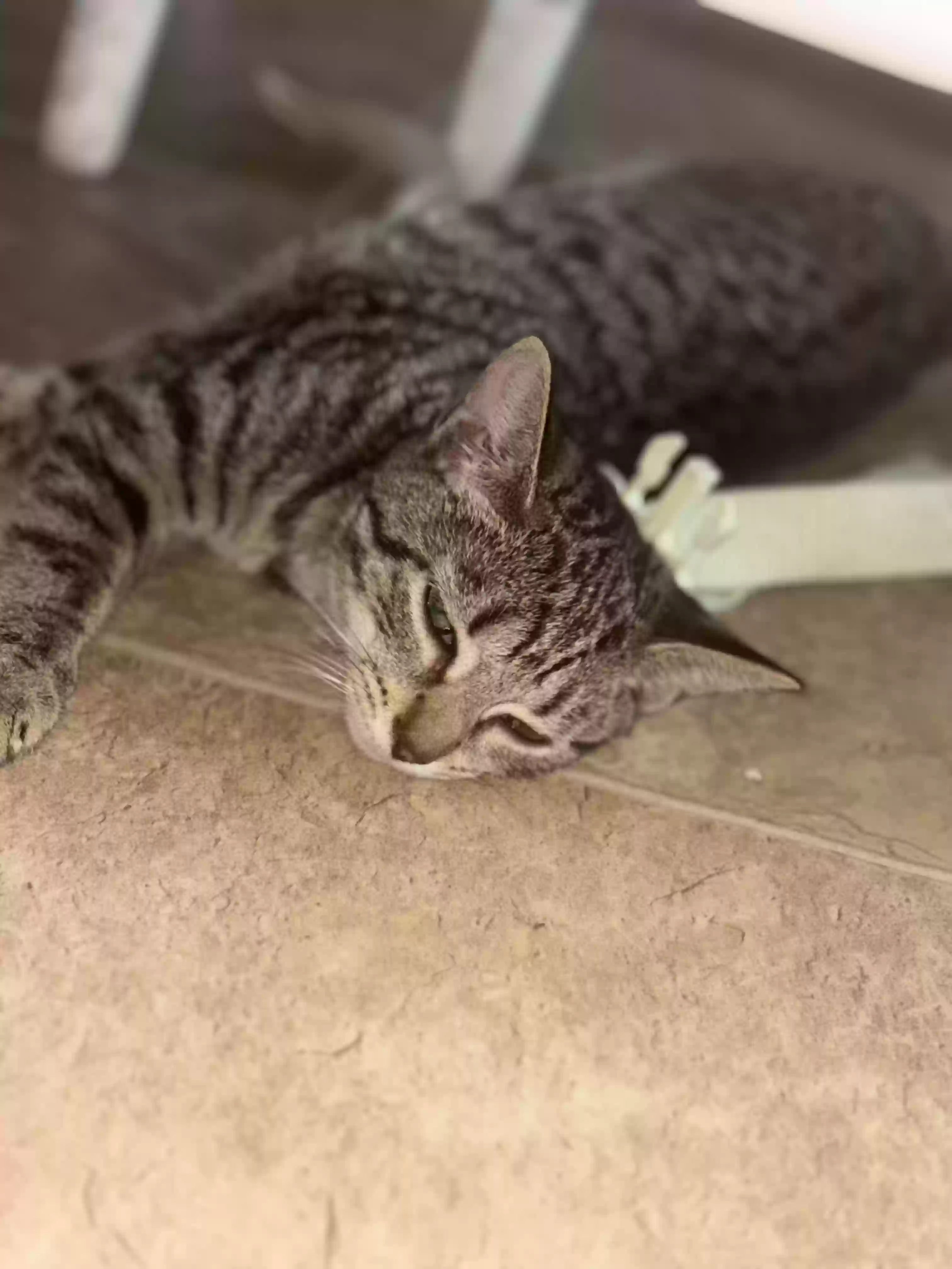 adoptable Cat in Hamilton,OH named Spazz