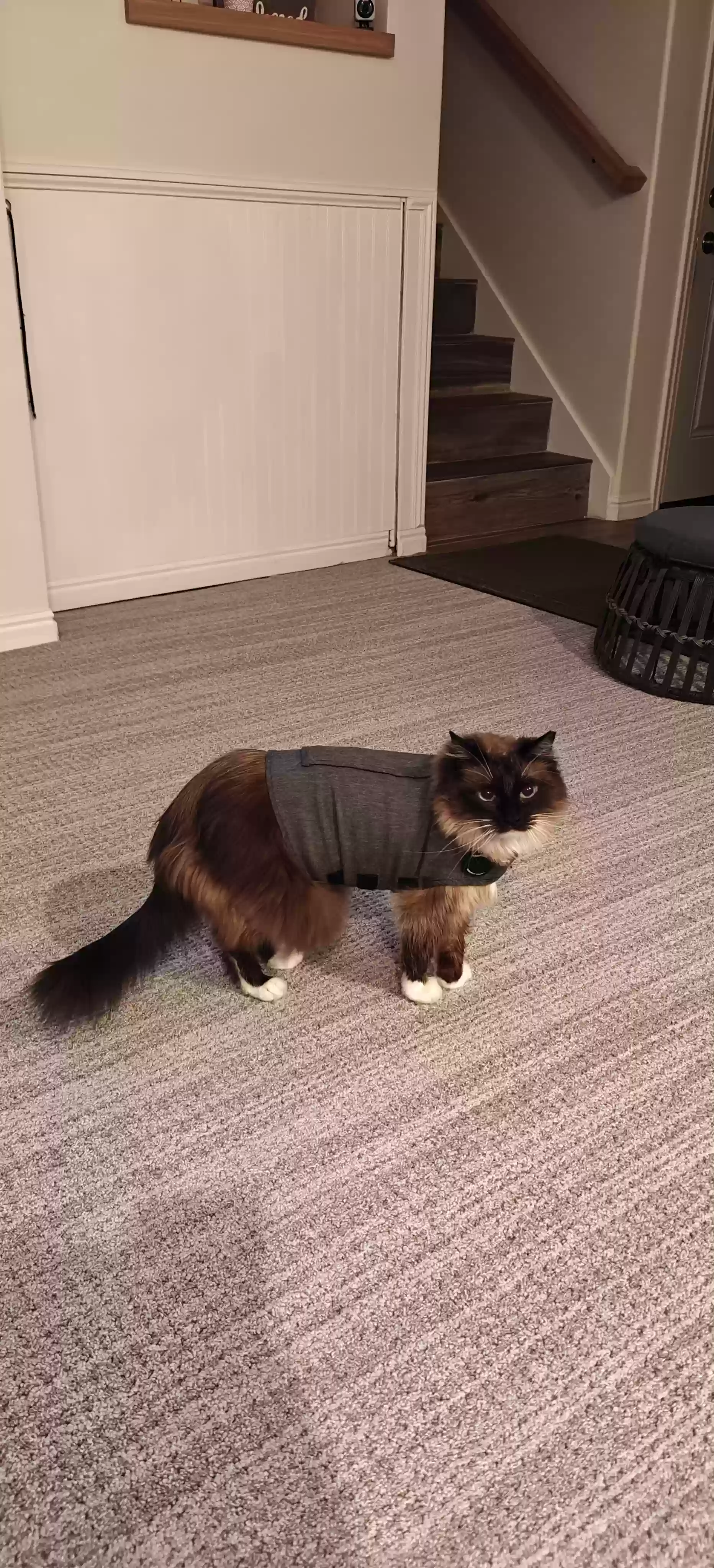 adoptable Cat in Layton,UT named Moon