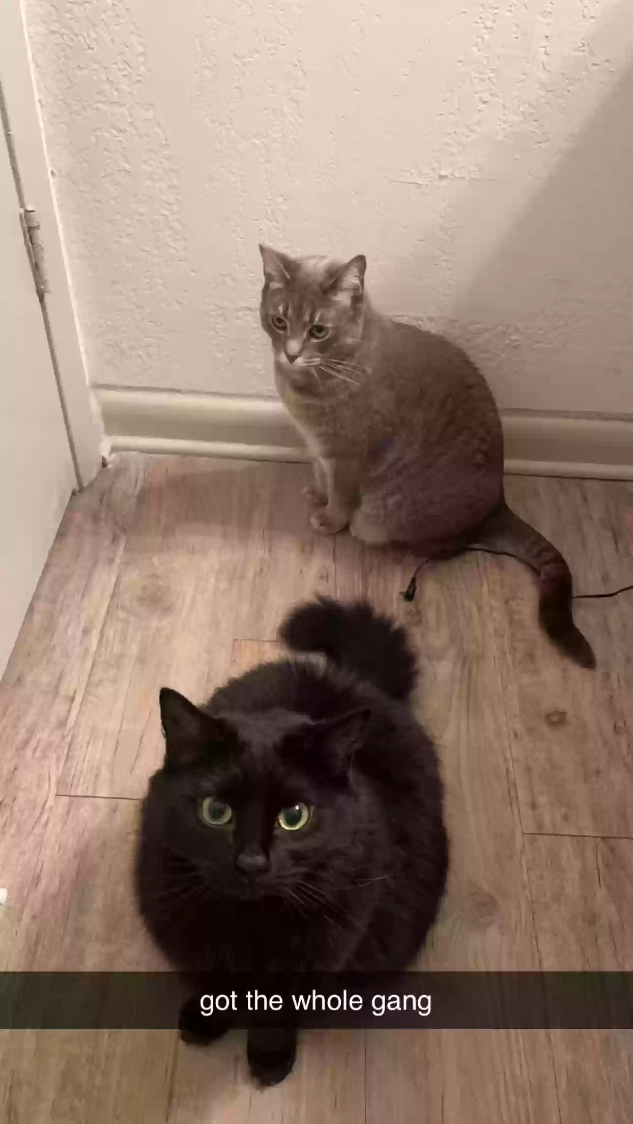 adoptable Cat in Peachtree City,GA named ellie and subie