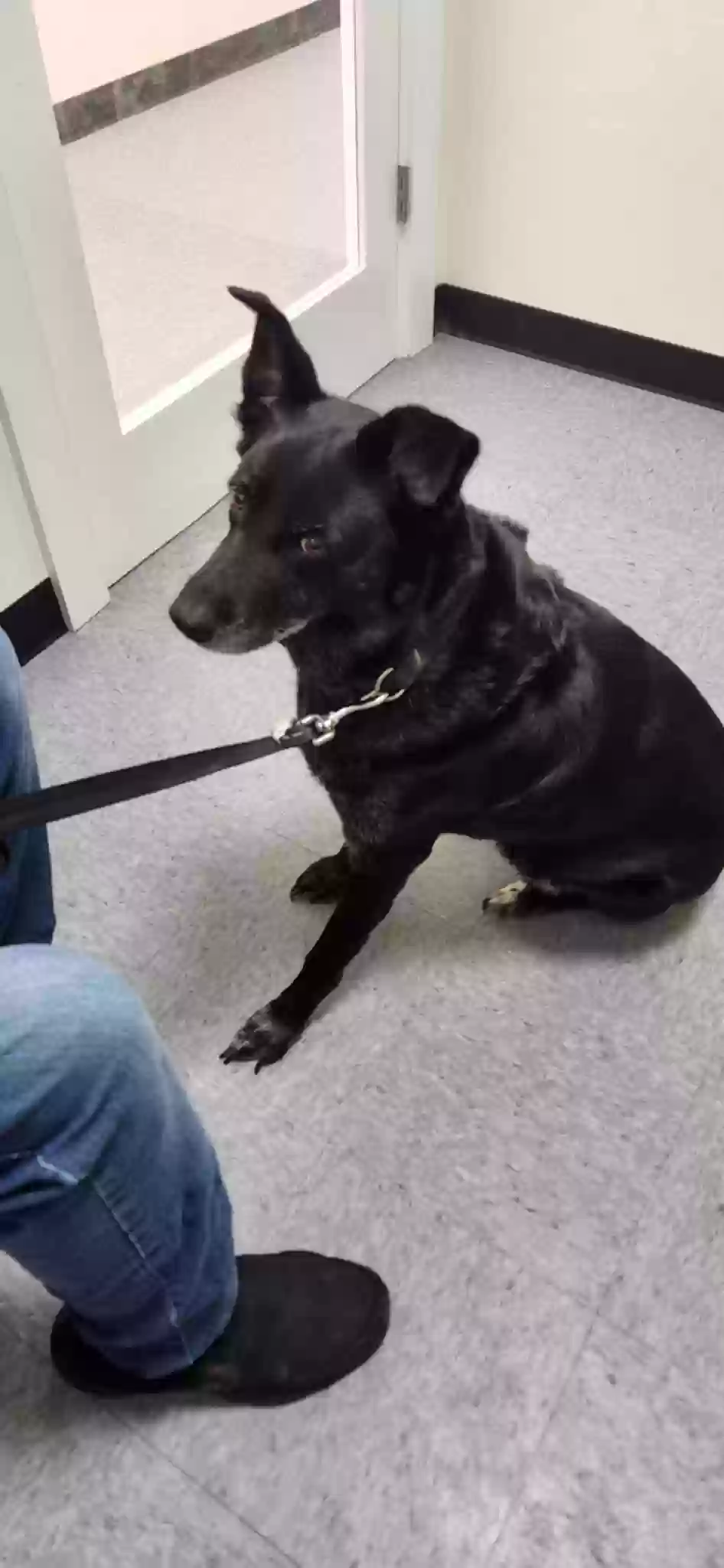 adoptable Dog in Norcross,GA named Candy