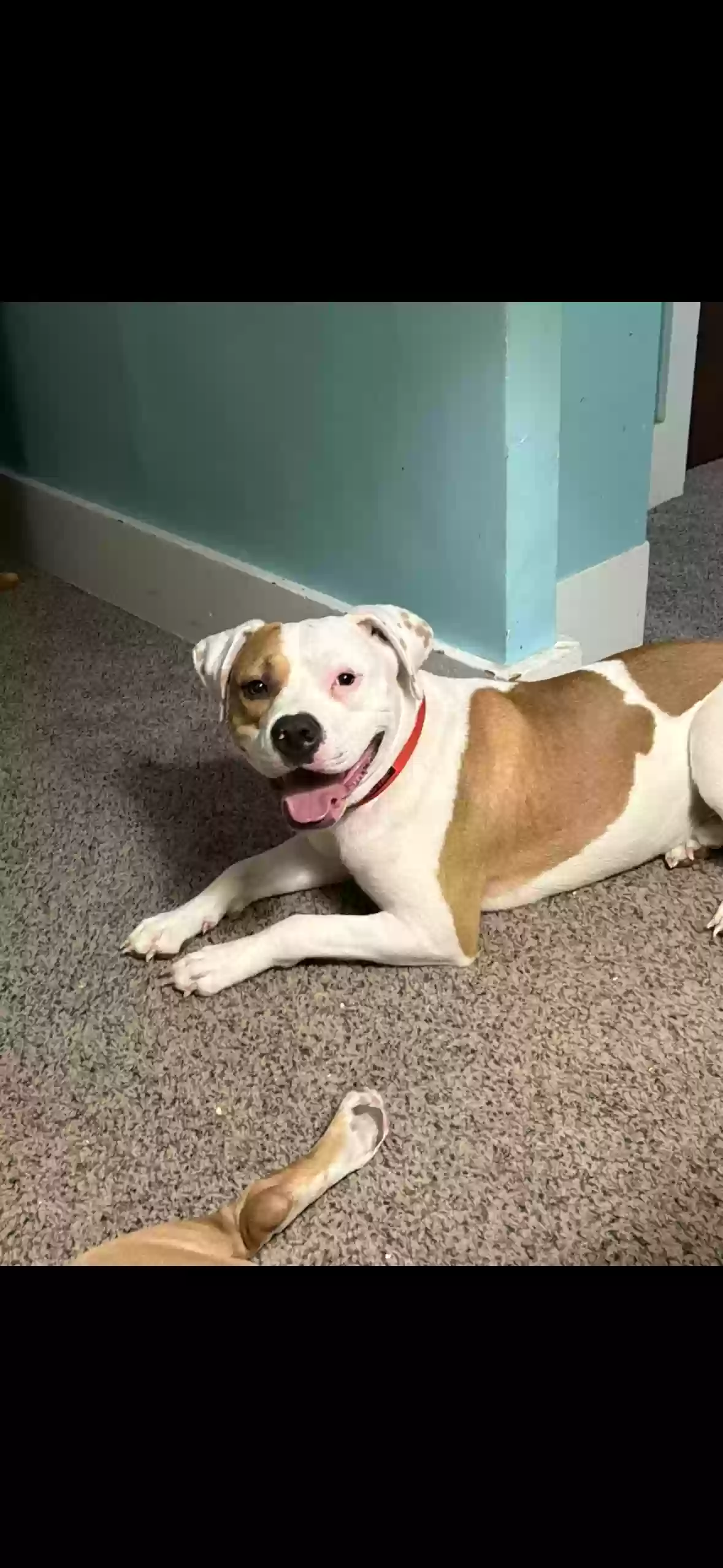 adoptable Dog in Galion,OH named Ozzy