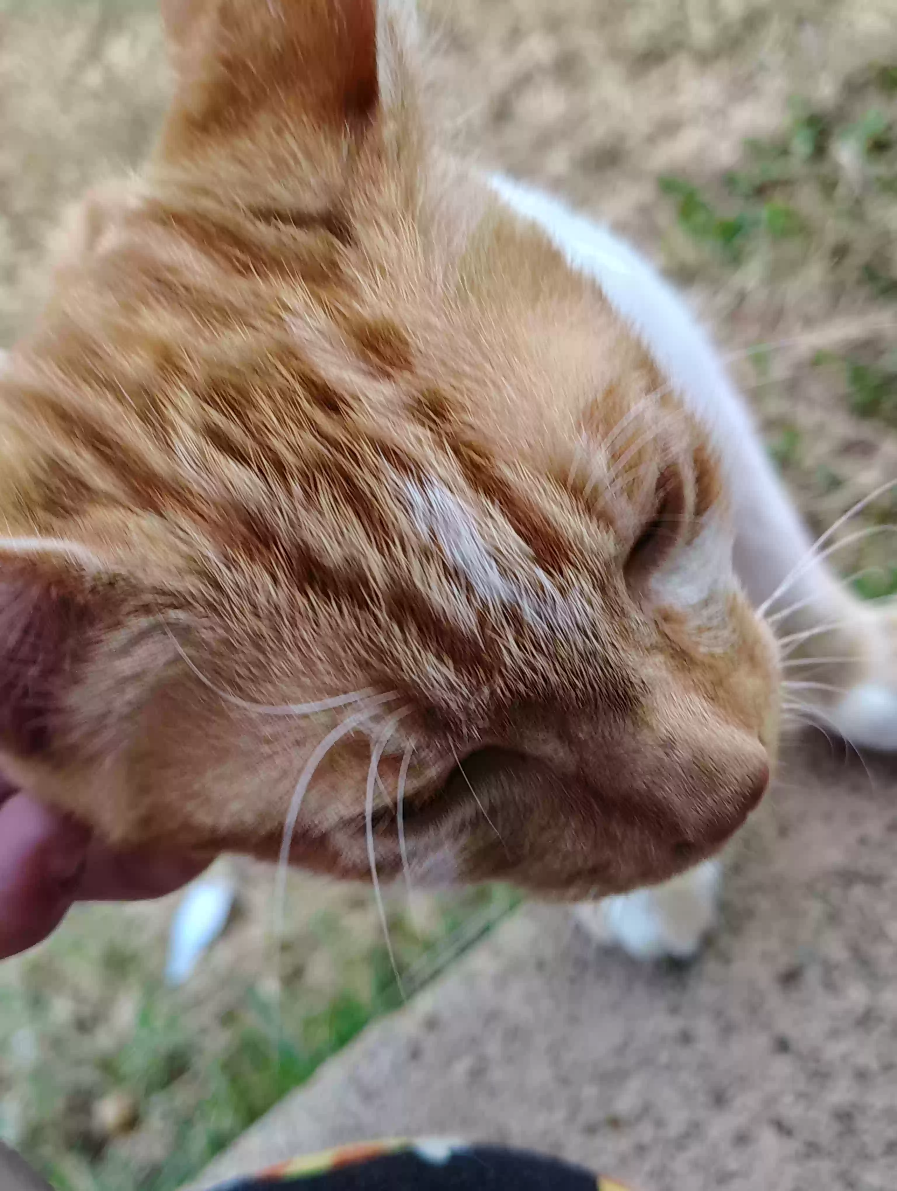 adoptable Cat in Weatherford,TX named Pestilence (Pesty)