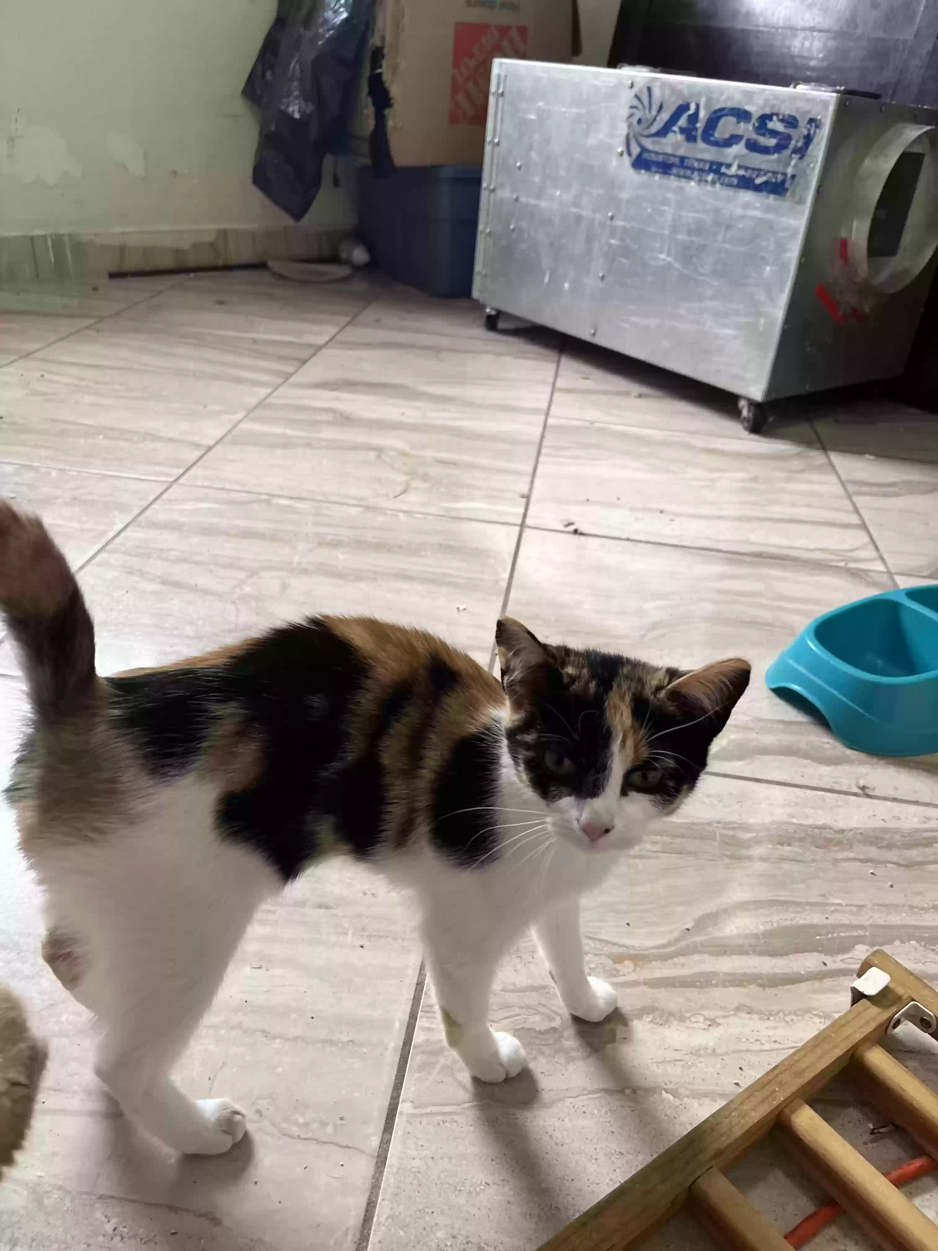 adoptable Cat in Miami,FL named sushi