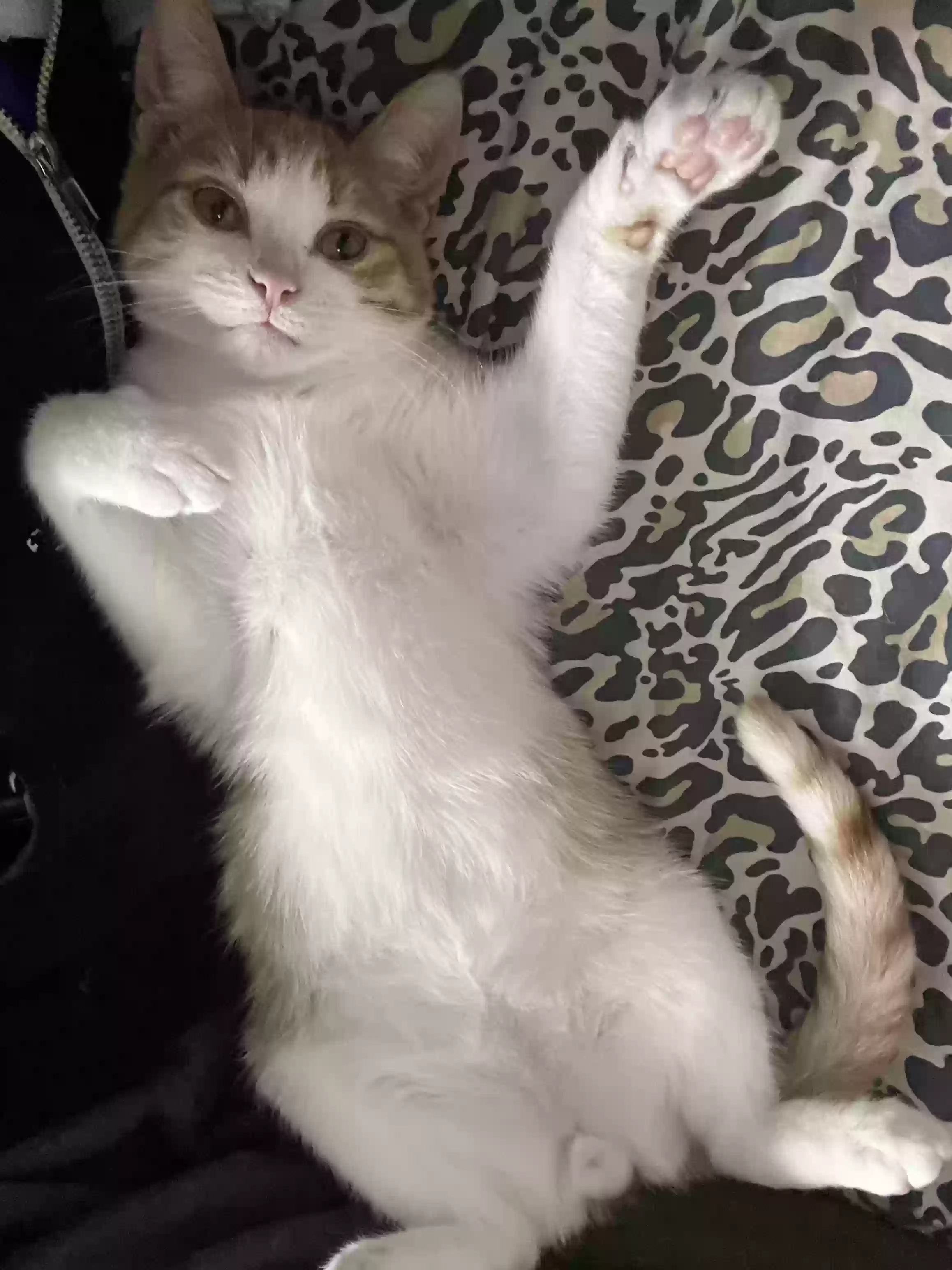 adoptable Cat in Miami,FL named Kilo