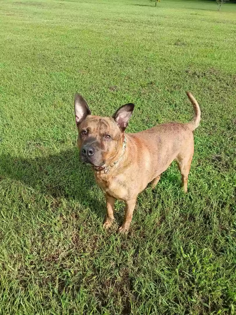 adoptable Dog in Dunn,NC named Gohan