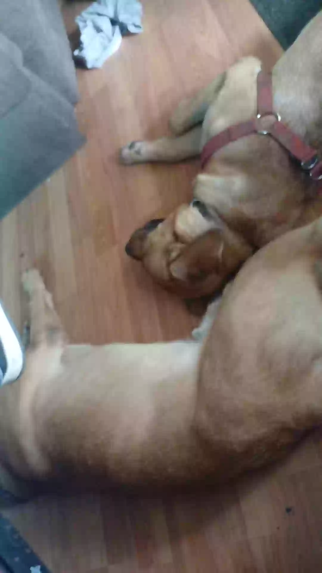 adoptable Dog in River Rouge,MI named Bowser