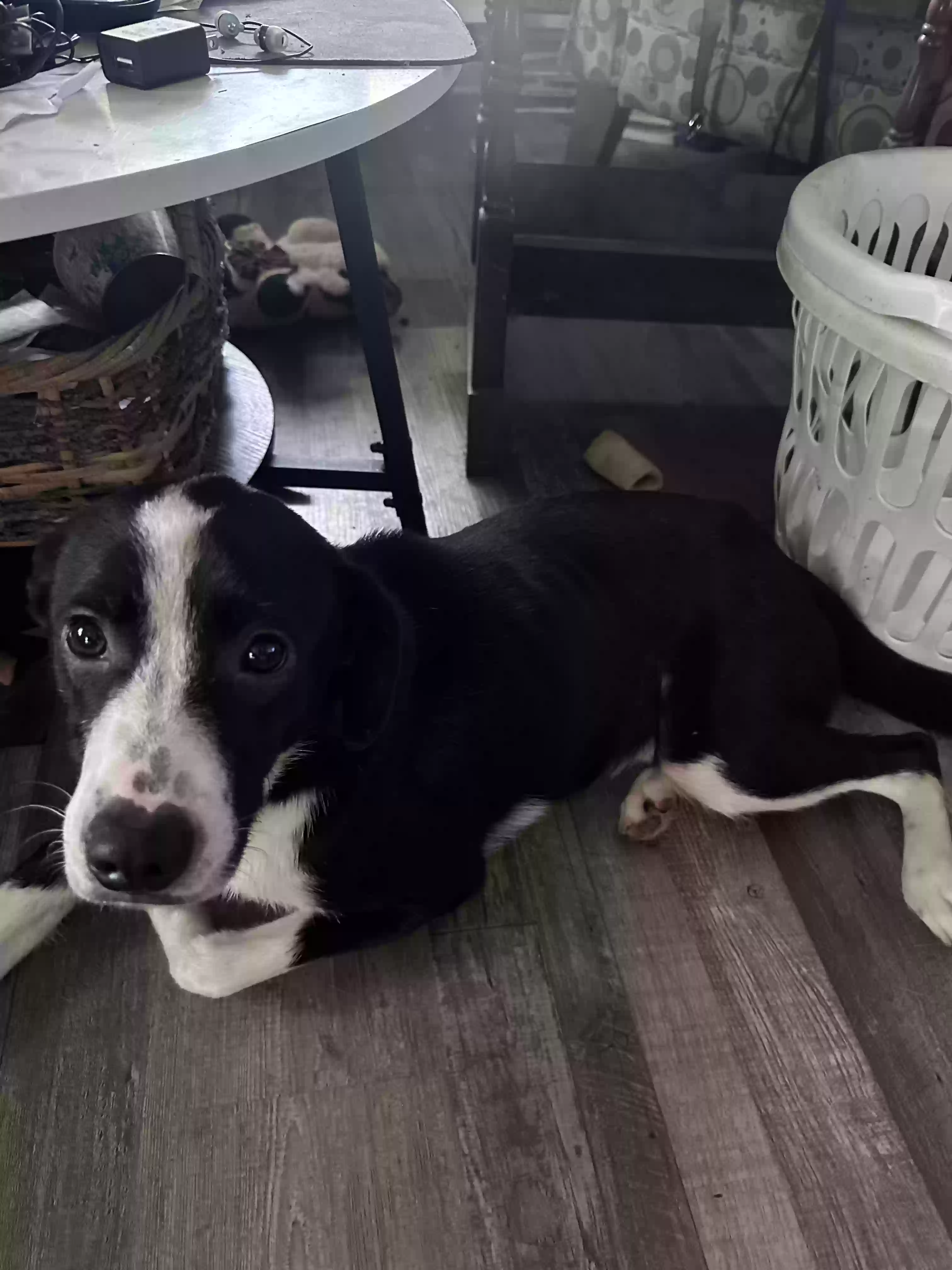 adoptable Dog in Van Buren,AR named Larry
