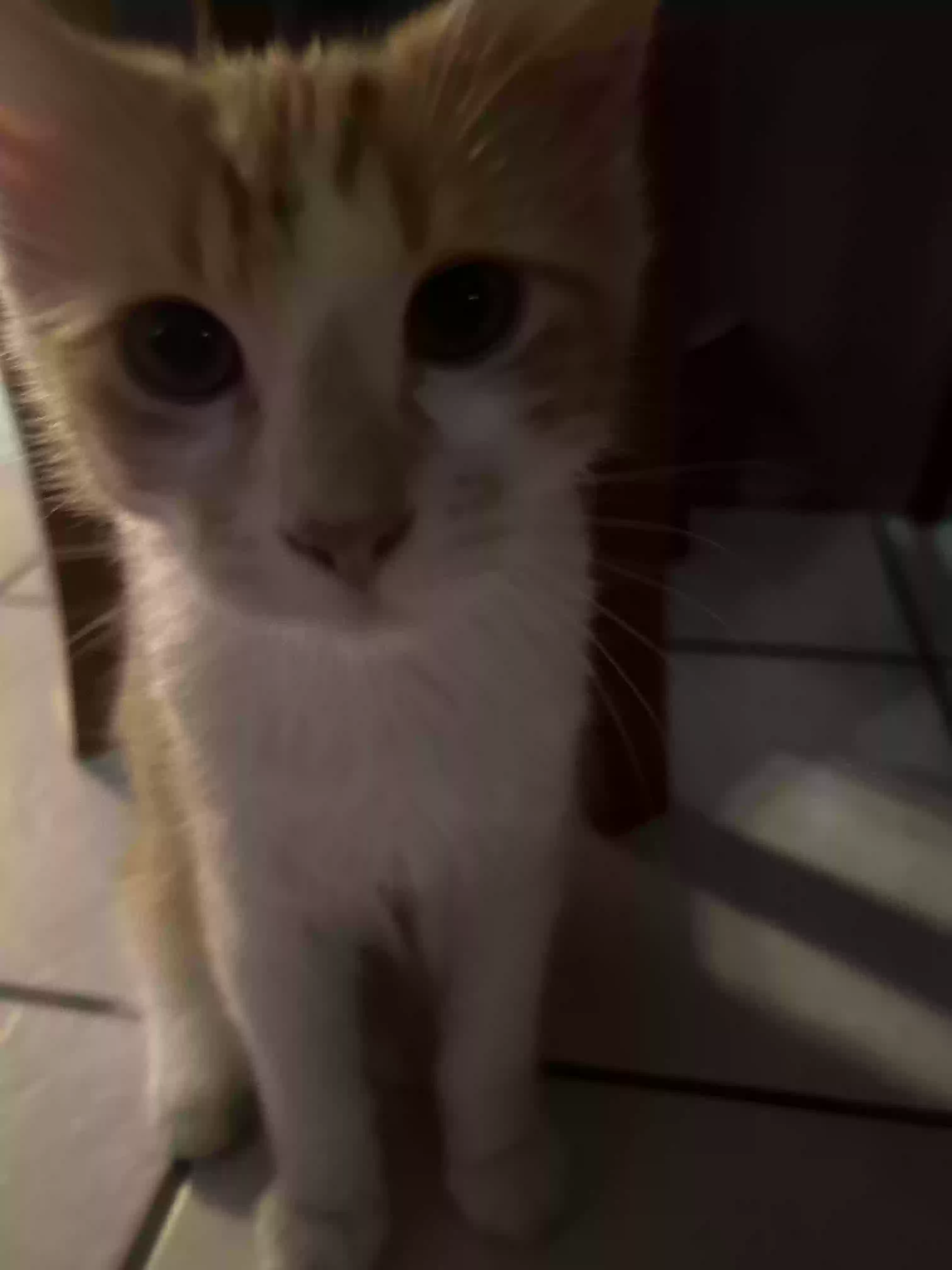 adoptable Cat in Visalia,CA named Rodrigo