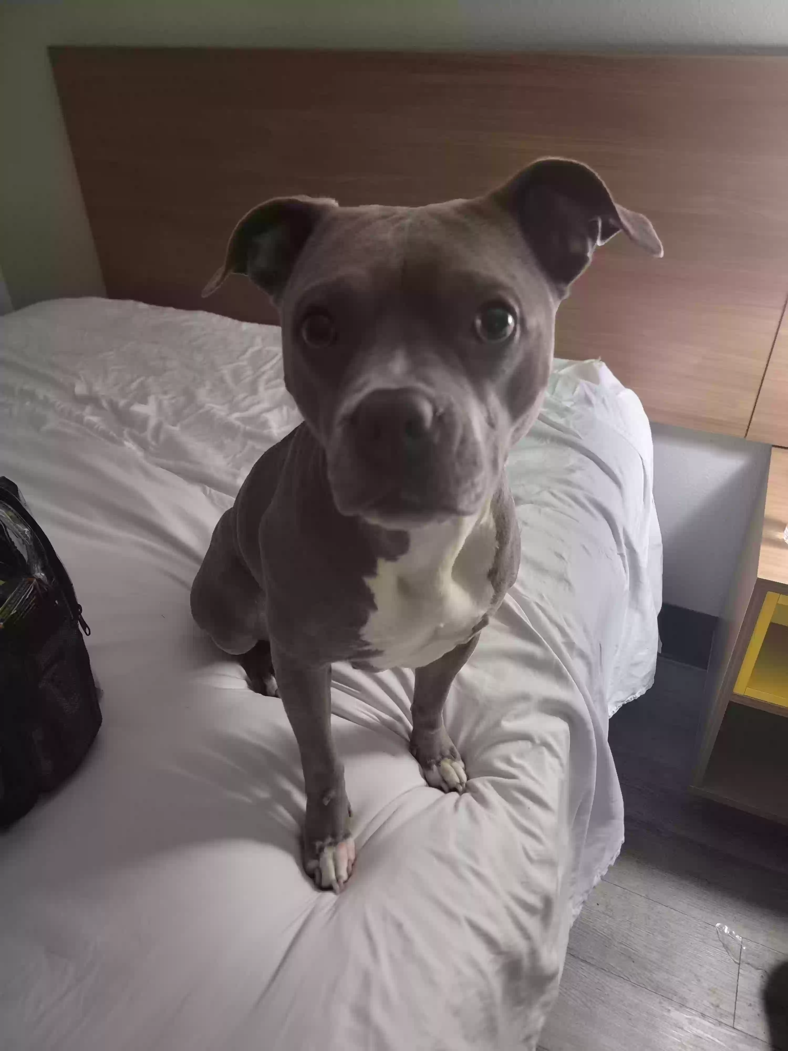 adoptable Dog in Rocky Mount,NC named Nola