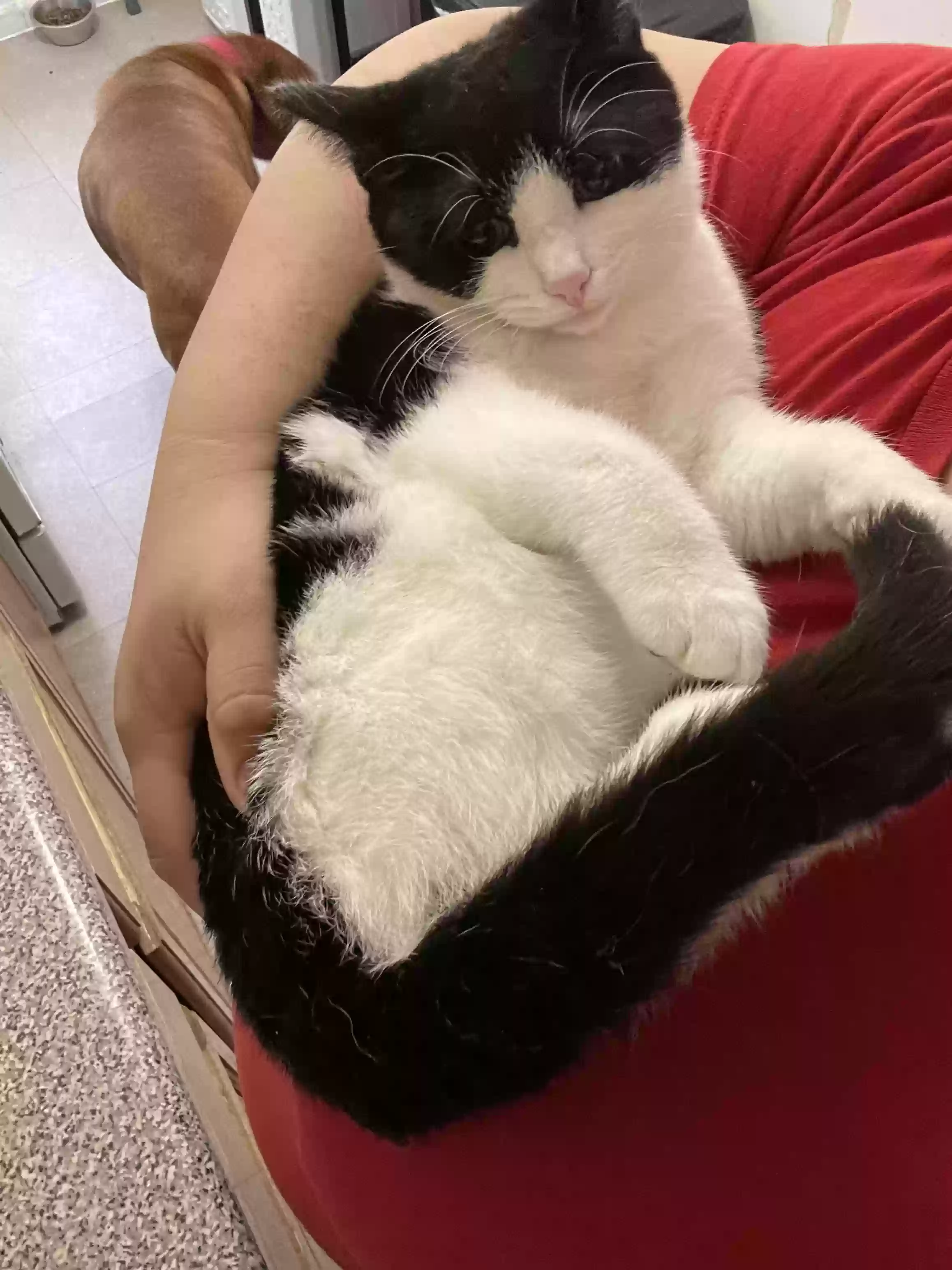 adoptable Cat in Bronx,NY named Coco