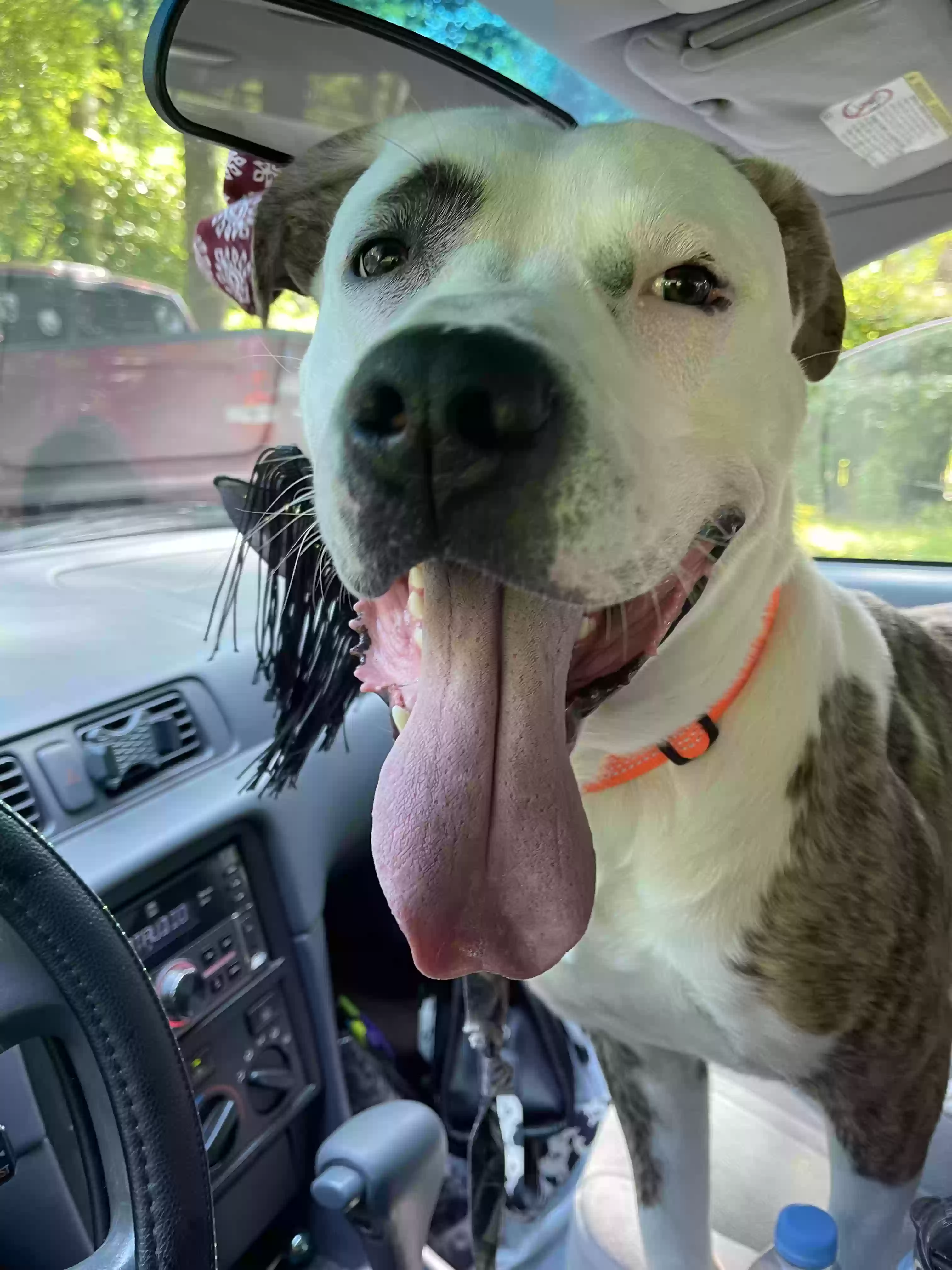 adoptable Dog in Algonac,MI named