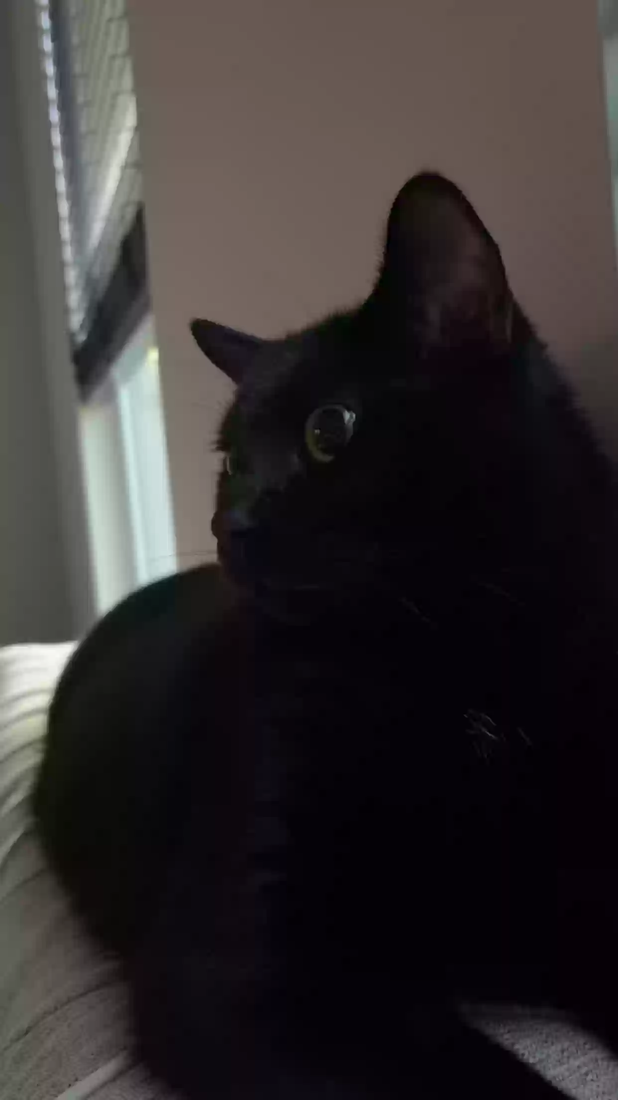 adoptable Cat in Cincinnati,OH named Dexter