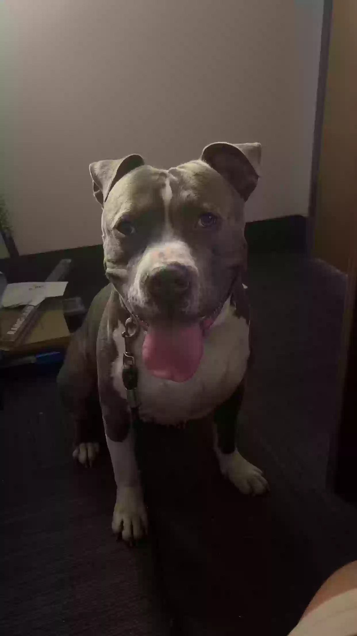 adoptable Dog in Concord,NC named Taz