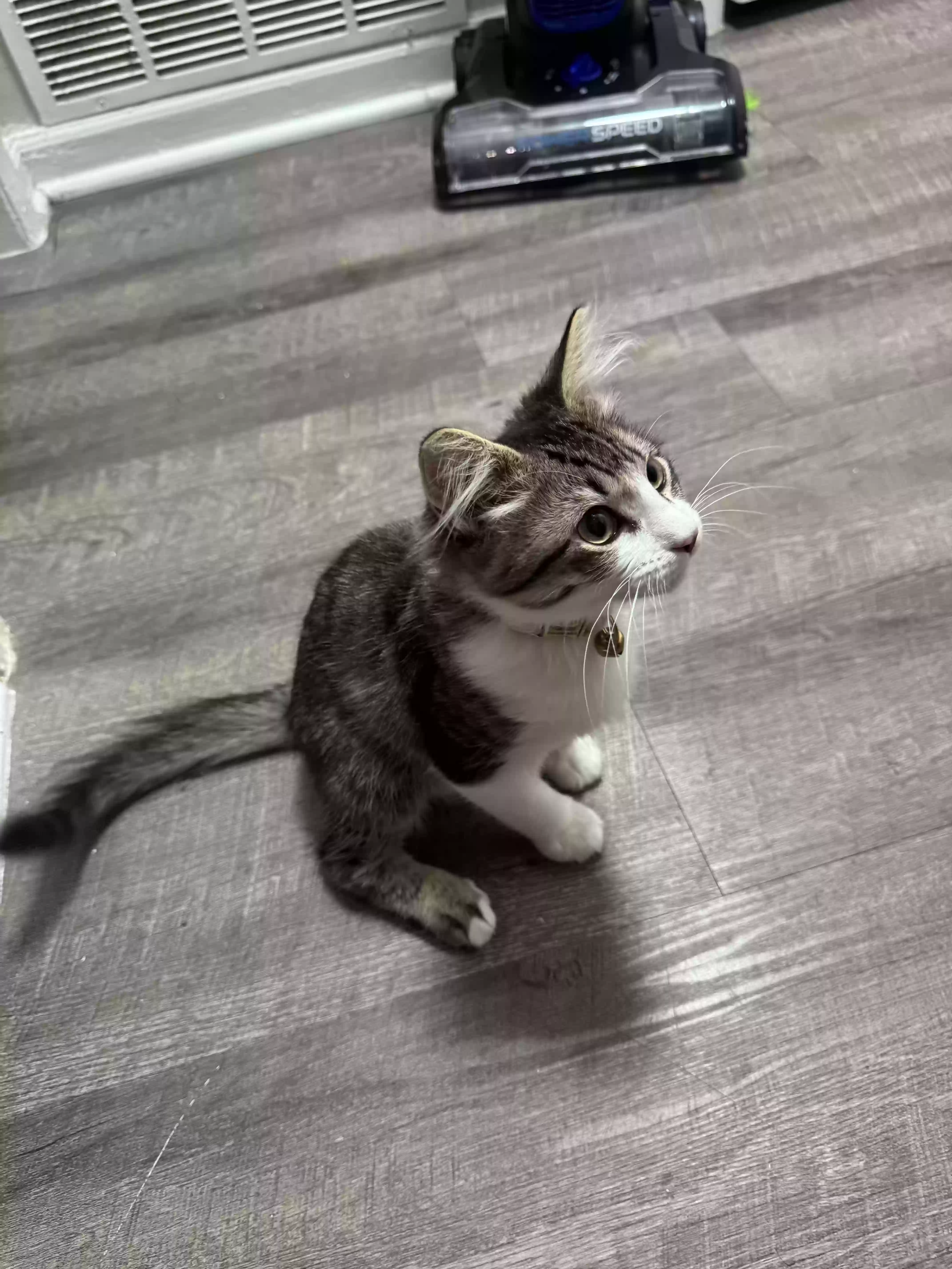 adoptable Cat in Atlanta,GA named Kaius