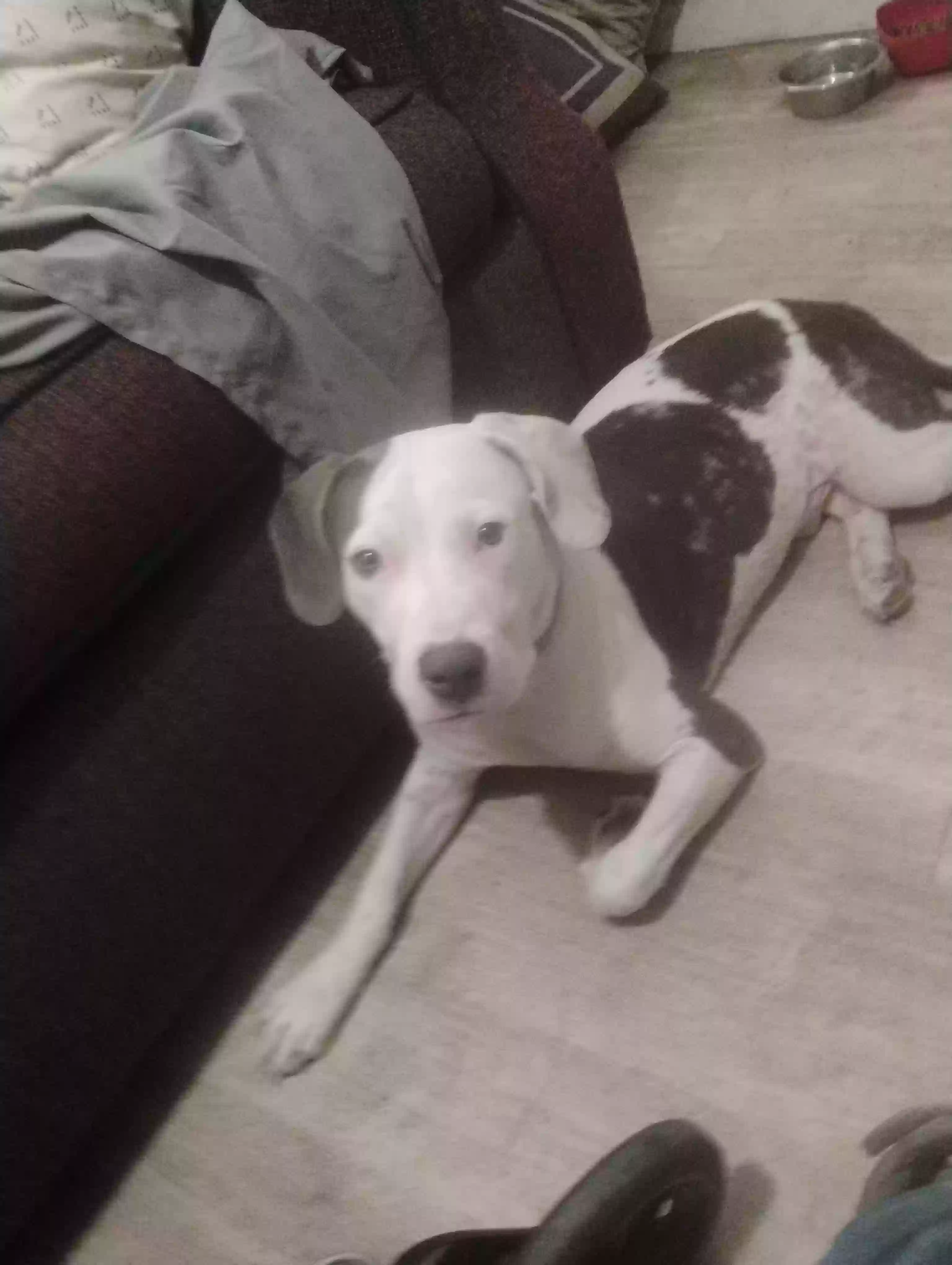 adoptable Dog in Muncie,IN named Blue
