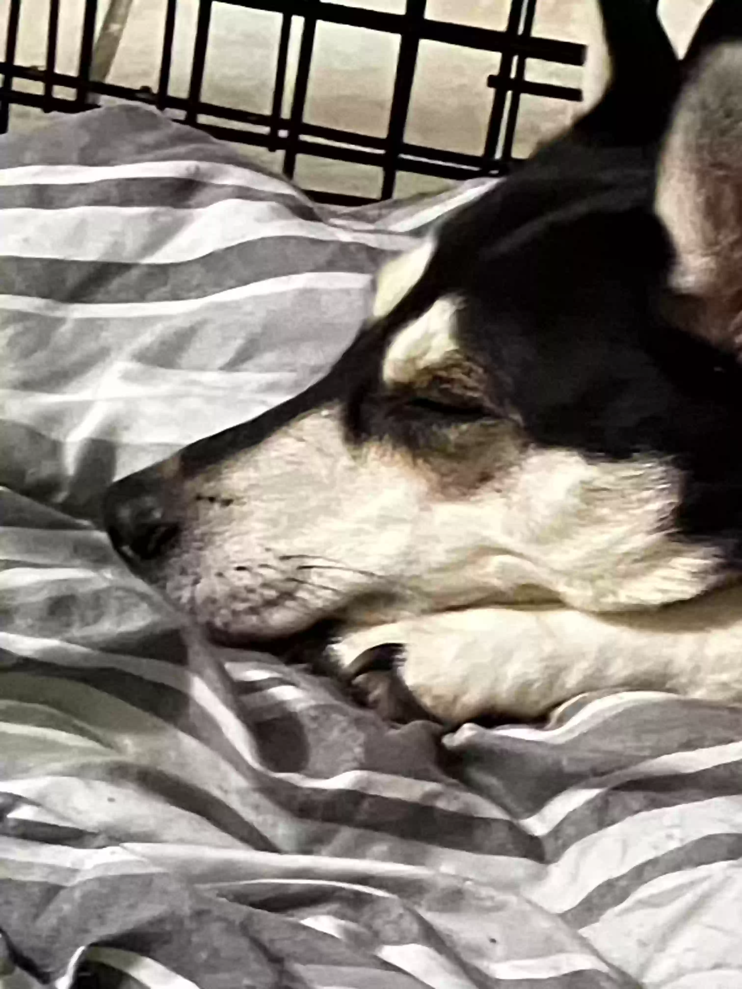 adoptable Dog in New Orleans,LA named Eleven