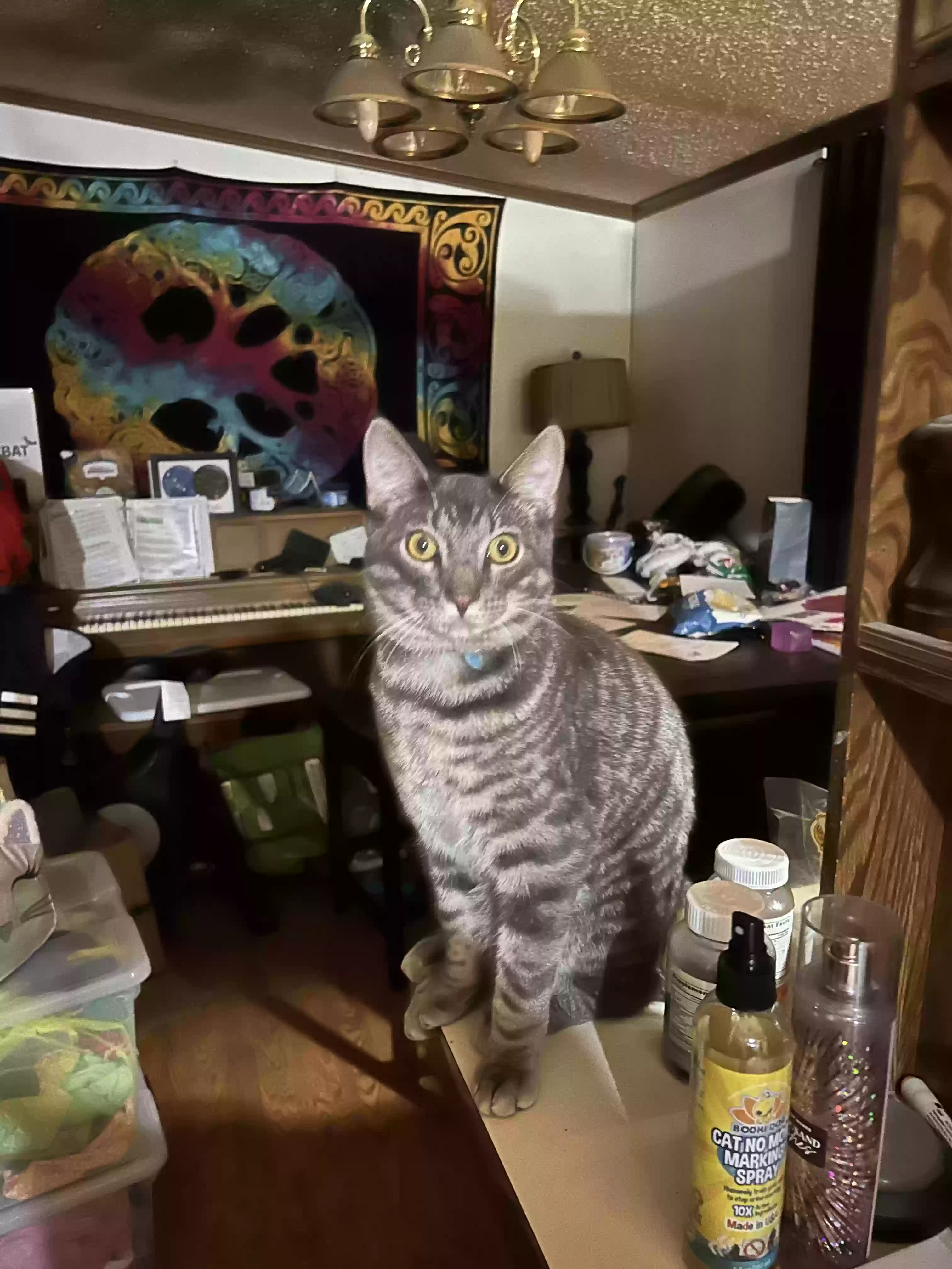 adoptable Cat in Fuquay Varina,NC named Tea Tree