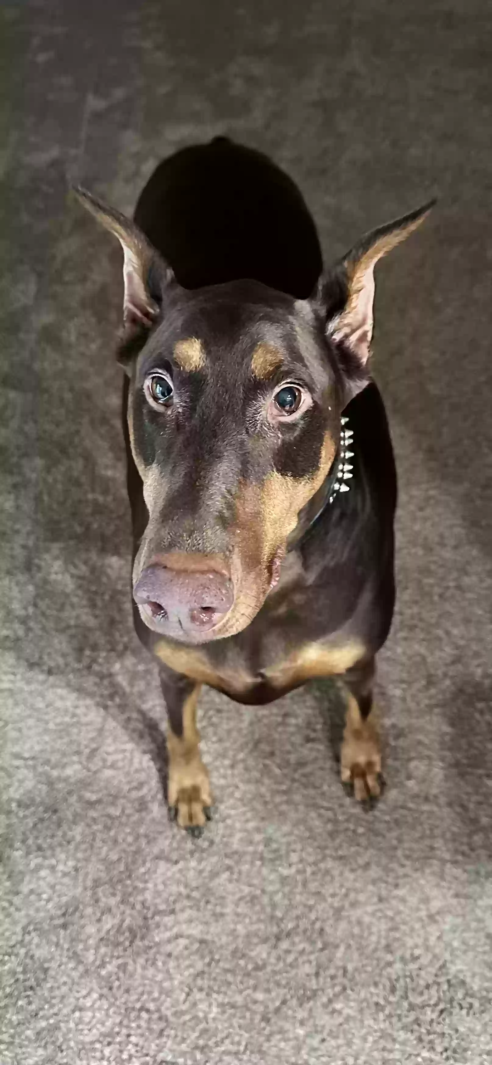 adoptable Dog in Eaton,OH named Willow