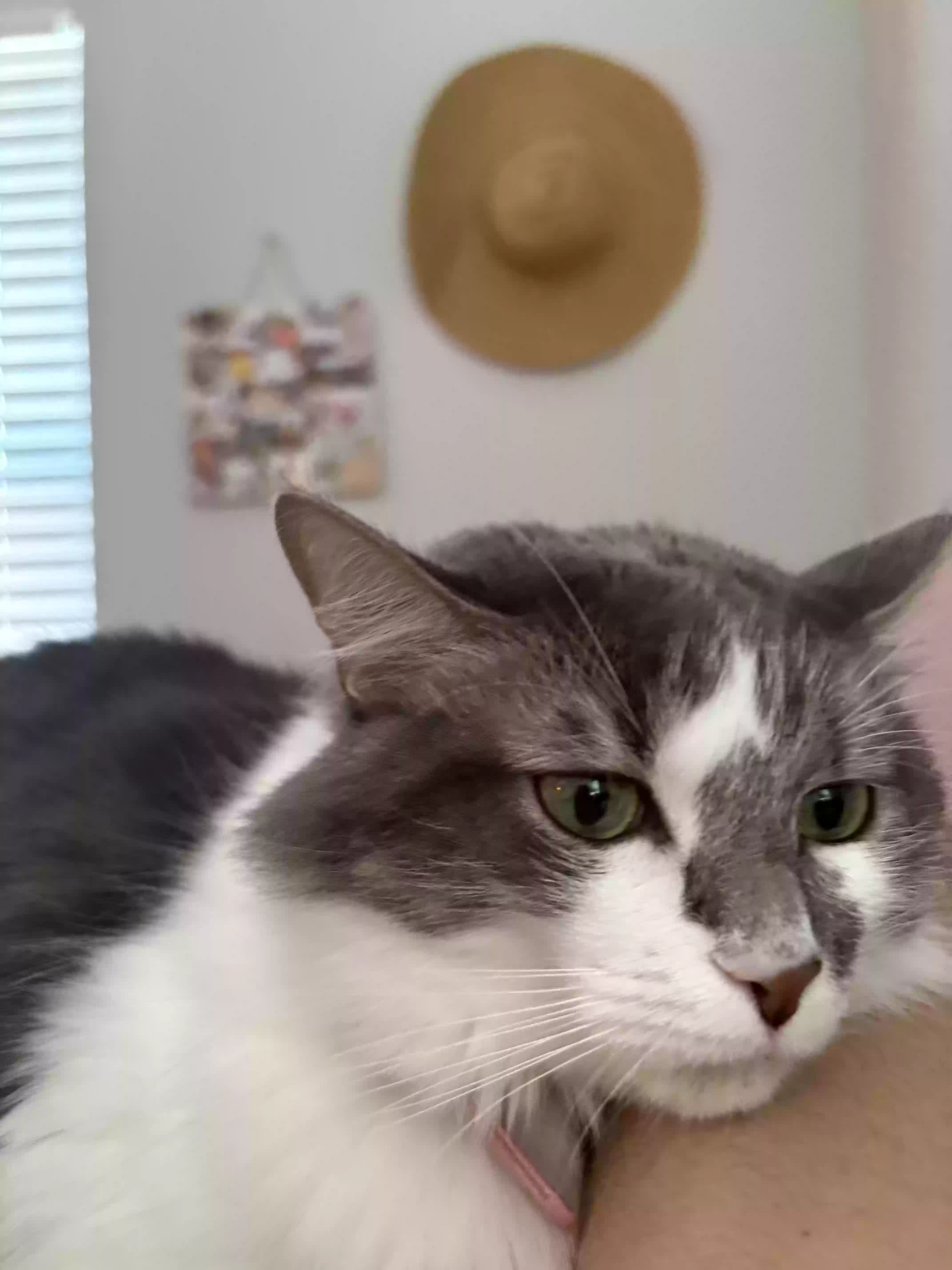 adoptable Cat in Oakwood,GA named Xena