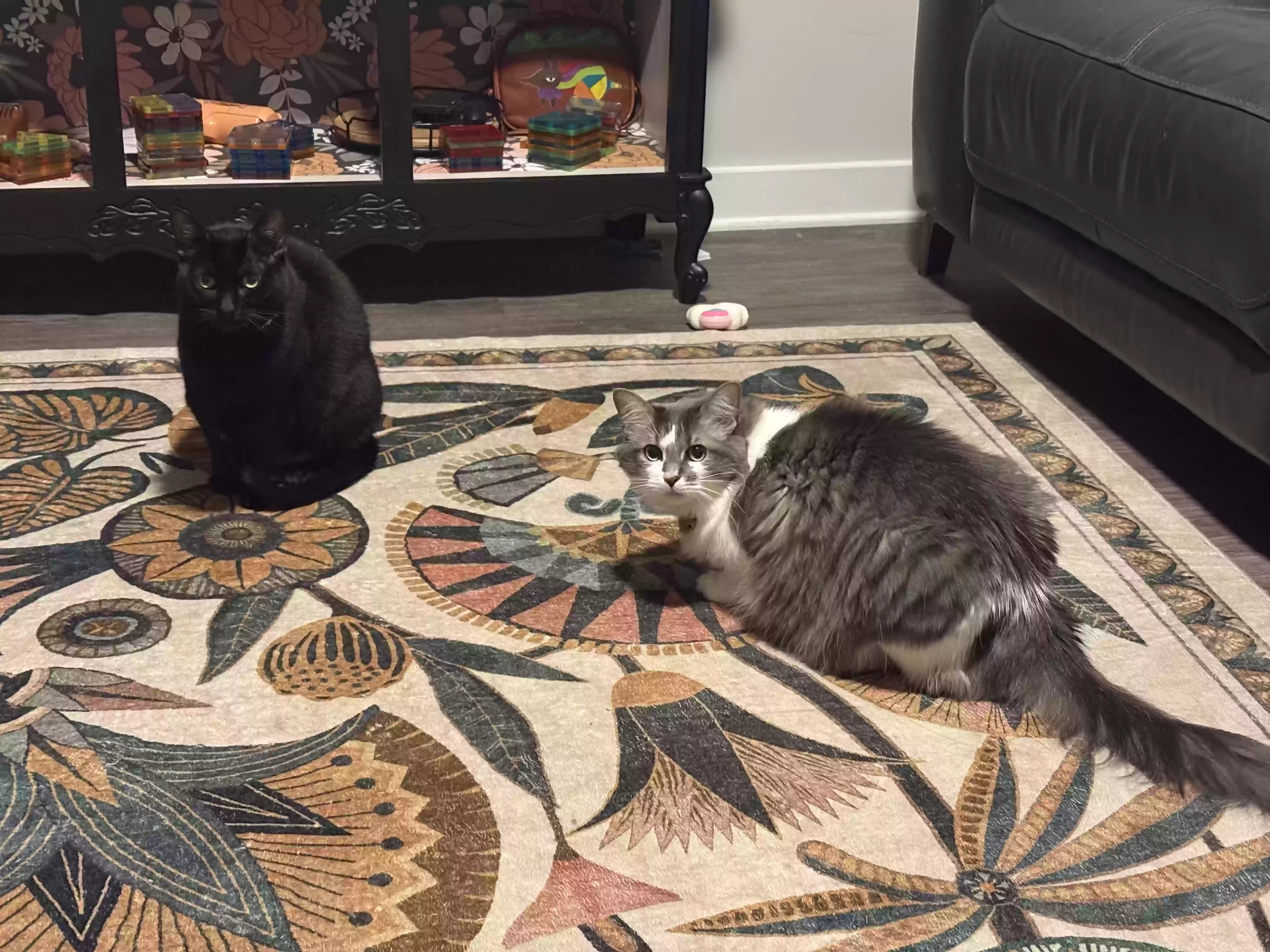 adoptable Cat in Oakwood,GA named Leia