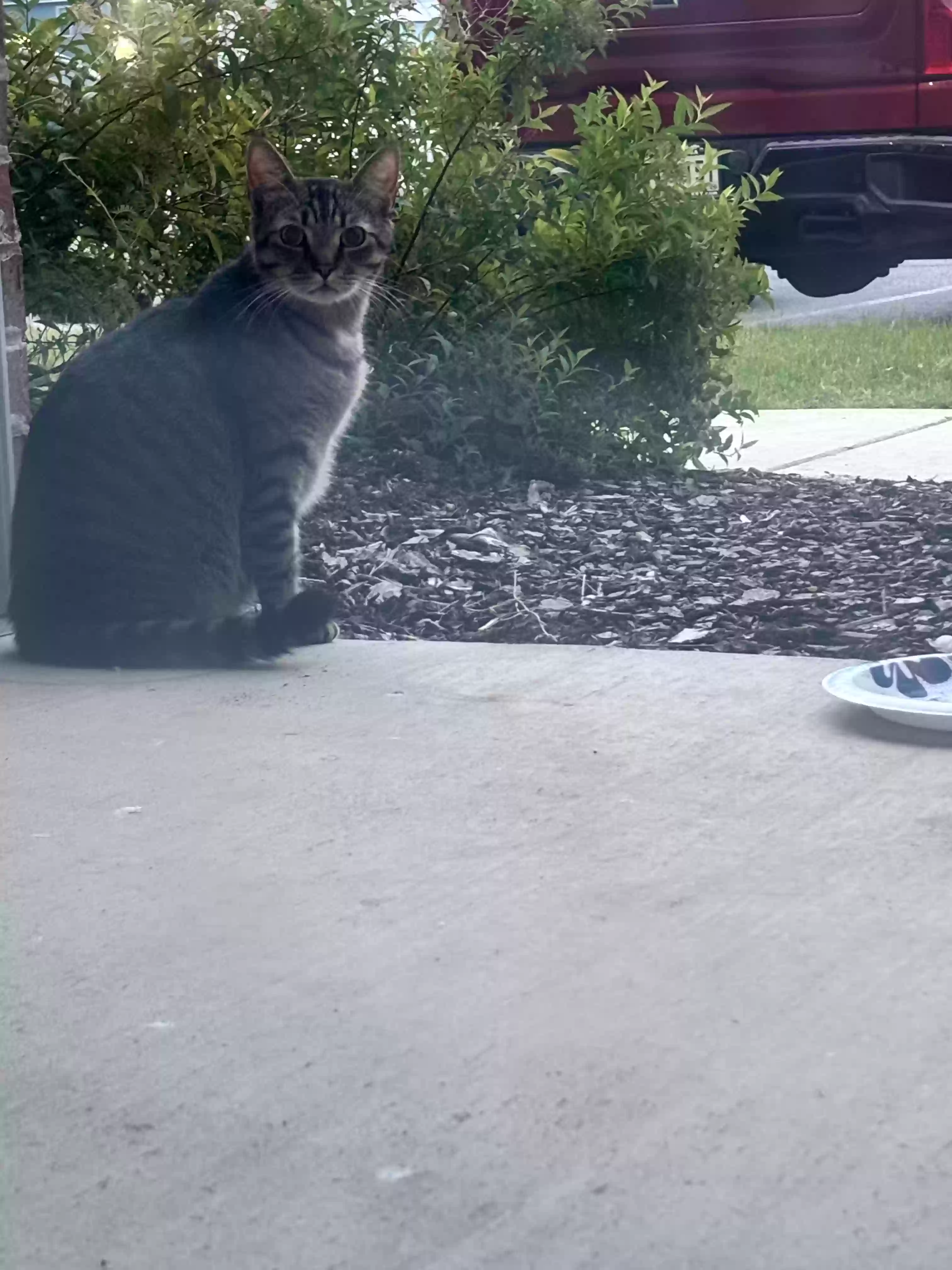 adoptable Cat in Madison,AL named Unknown