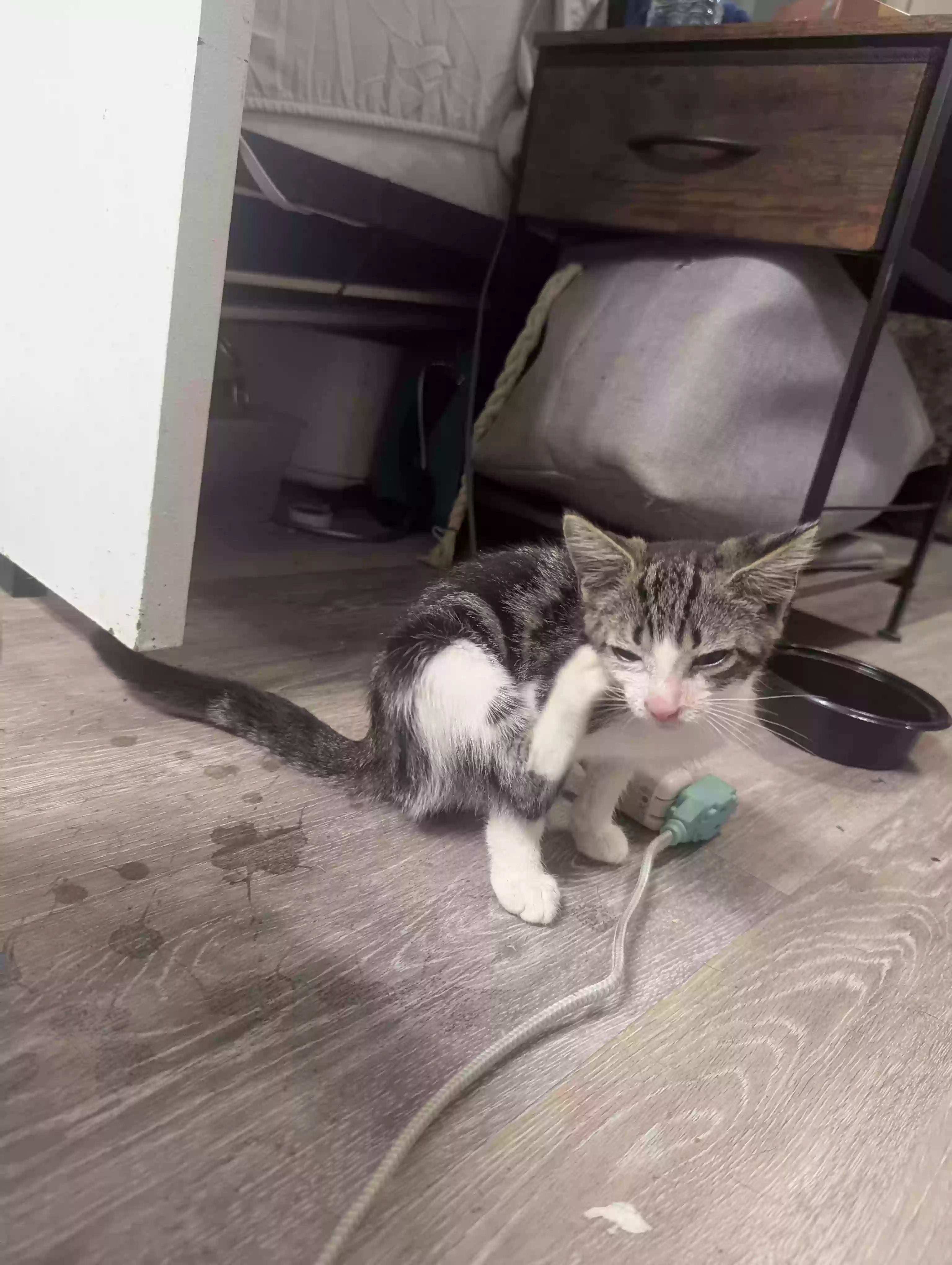 adoptable Cat in Staley,NC named Dobby