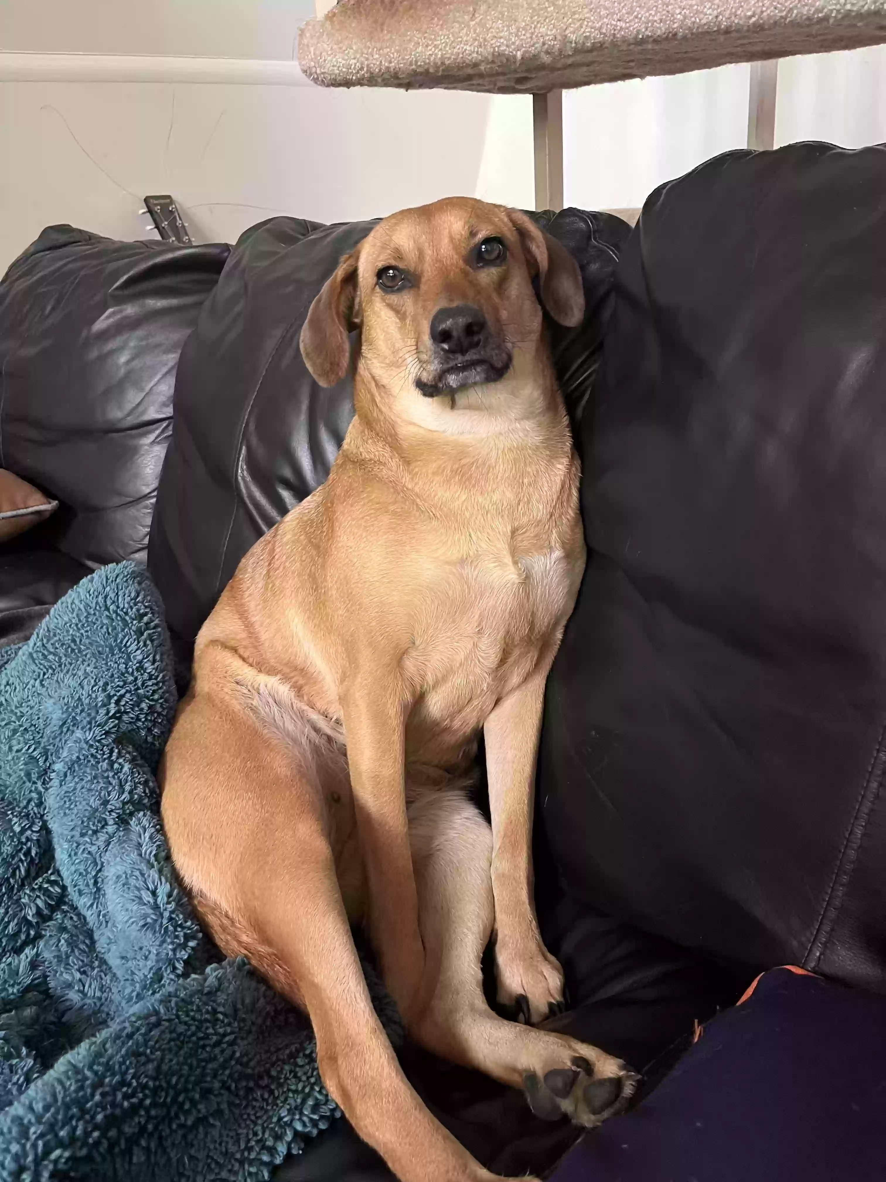 adoptable Dog in Opelika,AL named Shirley (white and brown) BB (solid brown)
