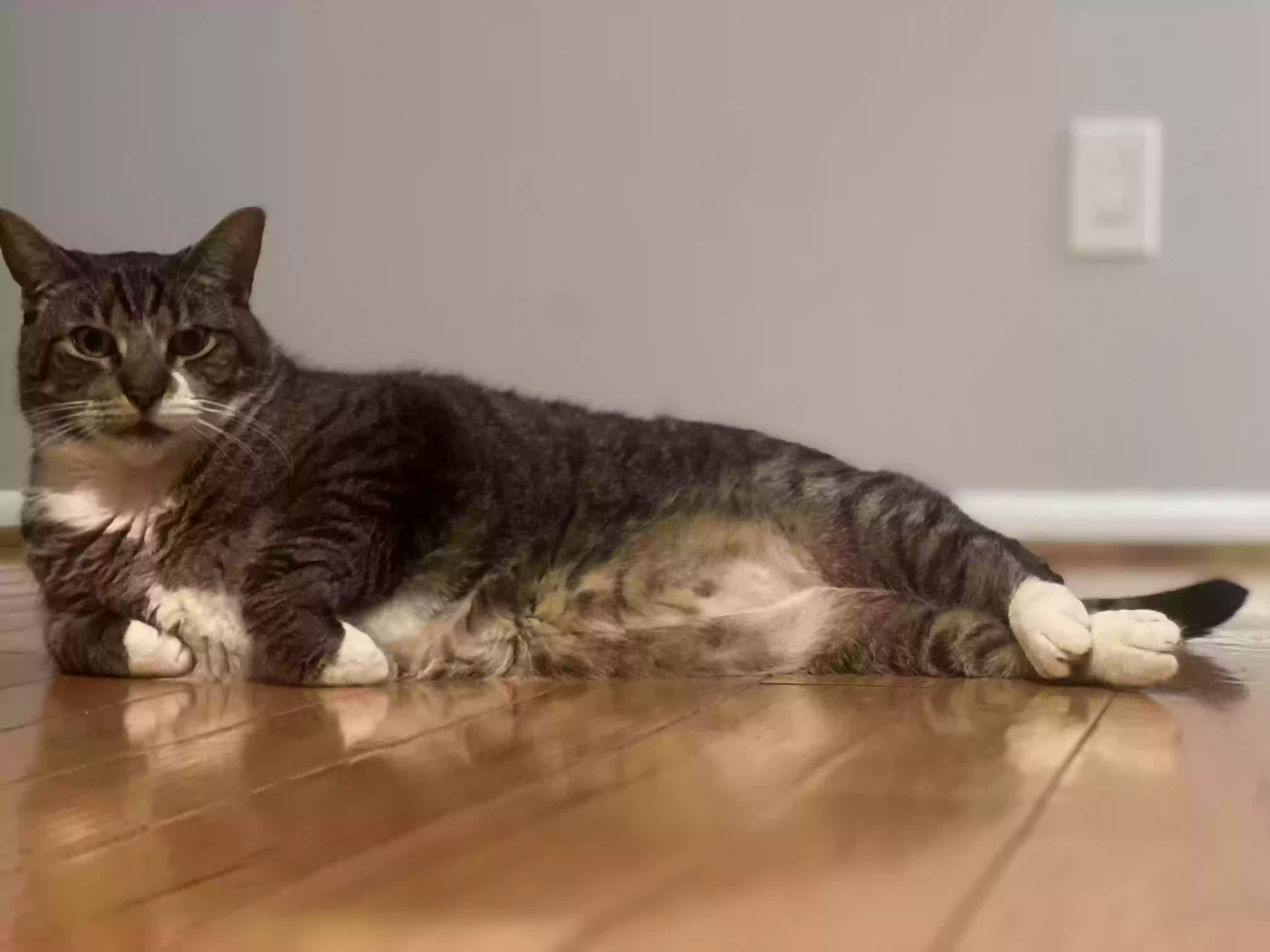 adoptable Cat in Elkins Park,PA named Cleo