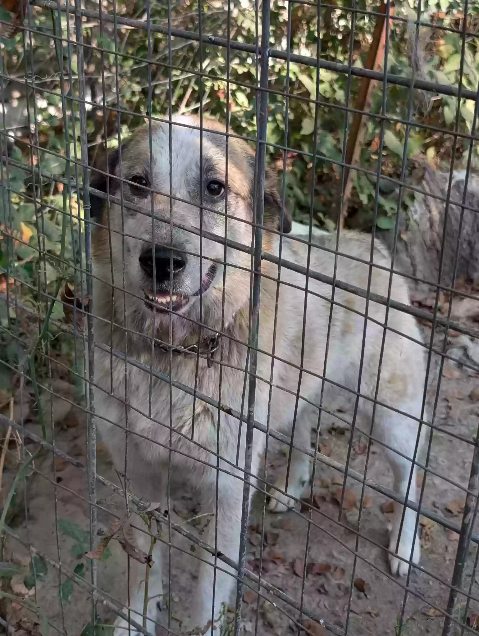 adoptable Dog in Beebe,AR named Samson