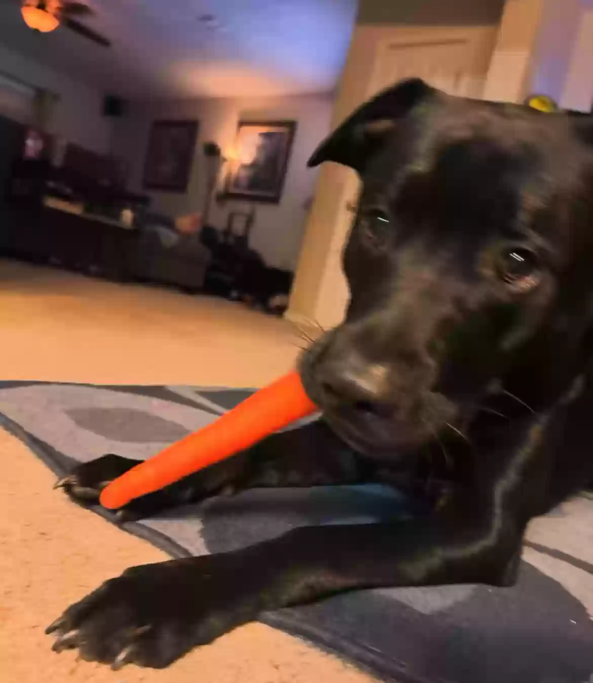 adoptable Dog in Smyrna,TN named Puppy