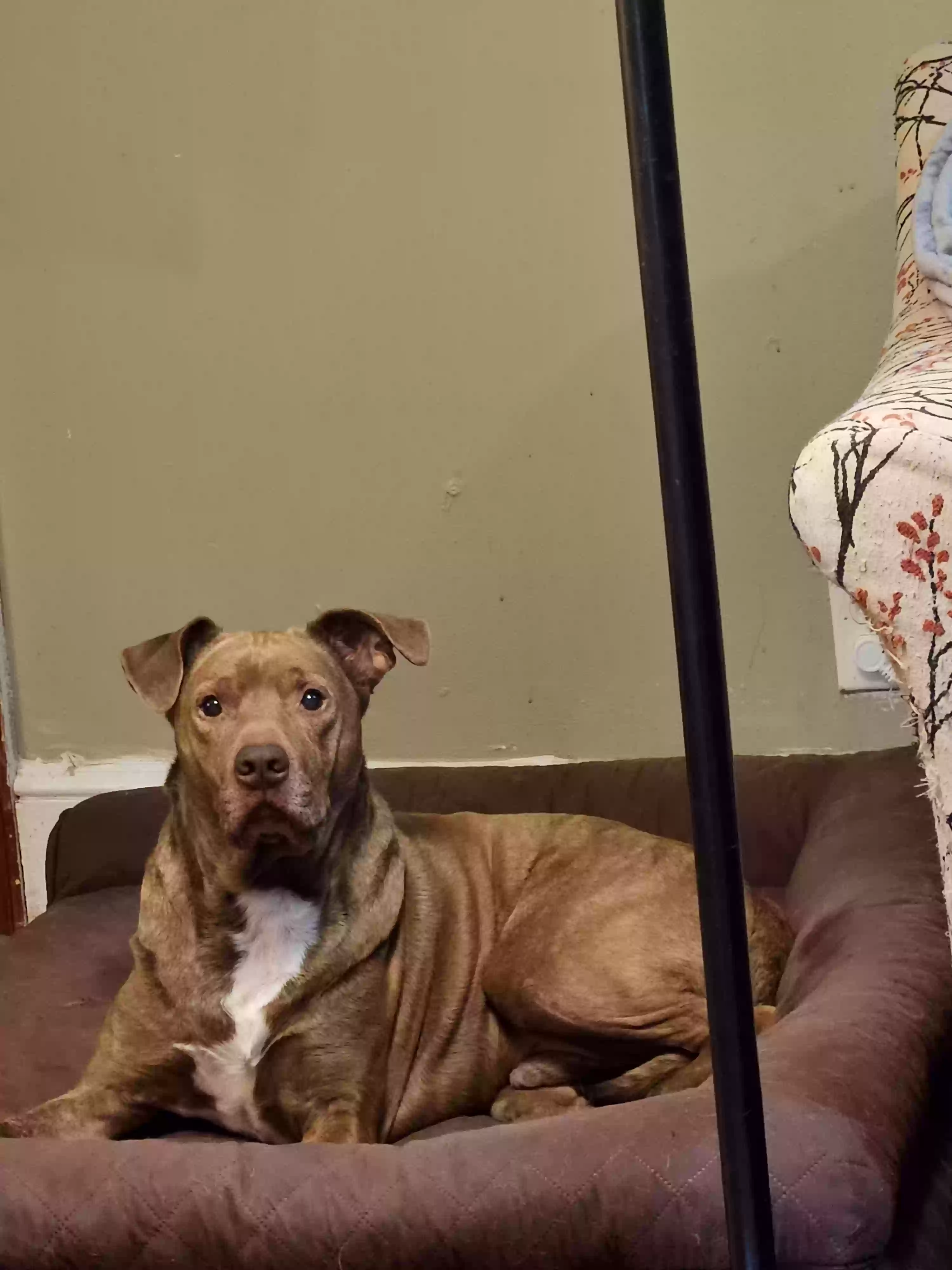 adoptable Dog in Rome,GA named Buddy