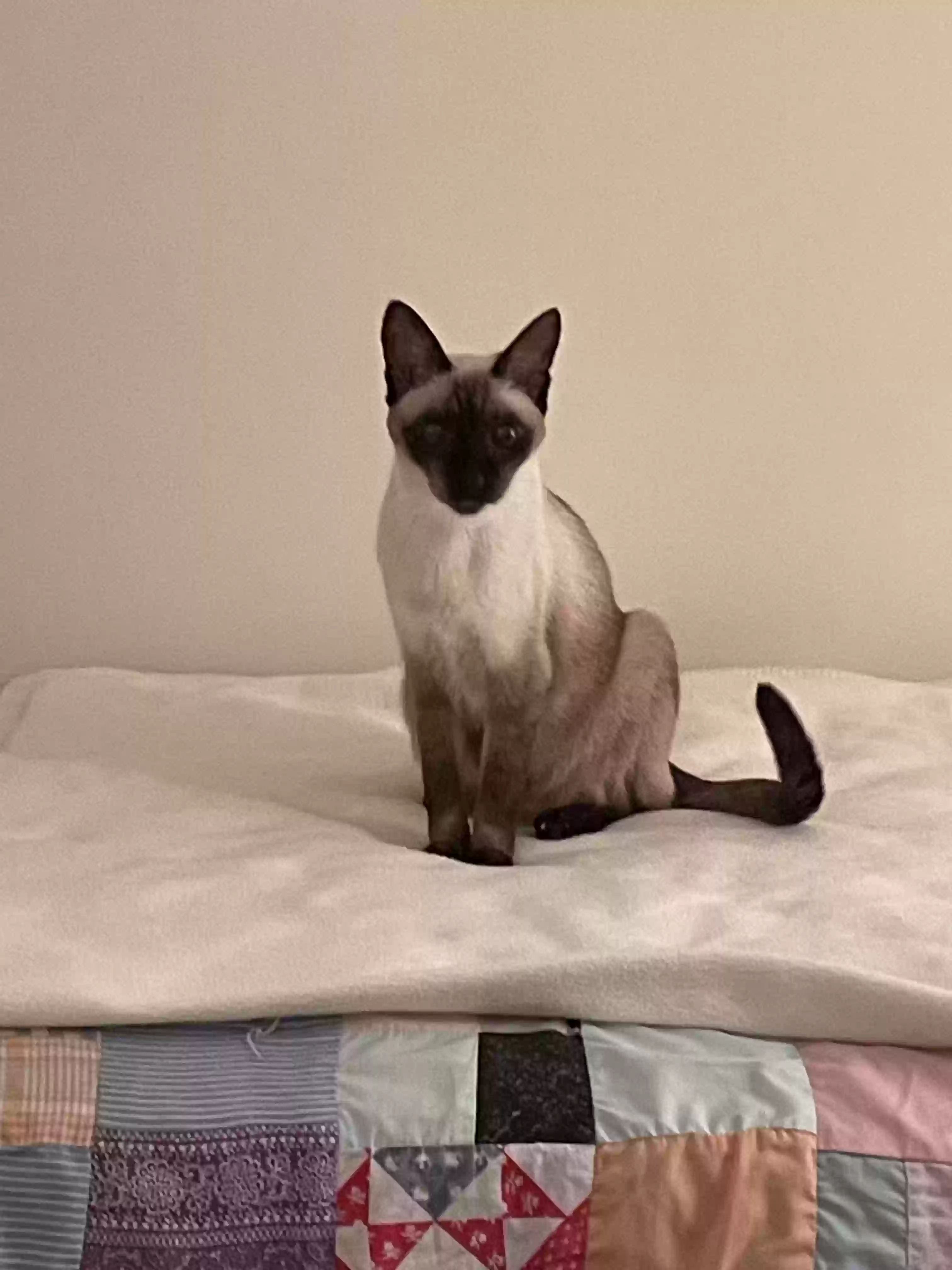 adoptable Cat in Raleigh,NC named Tove