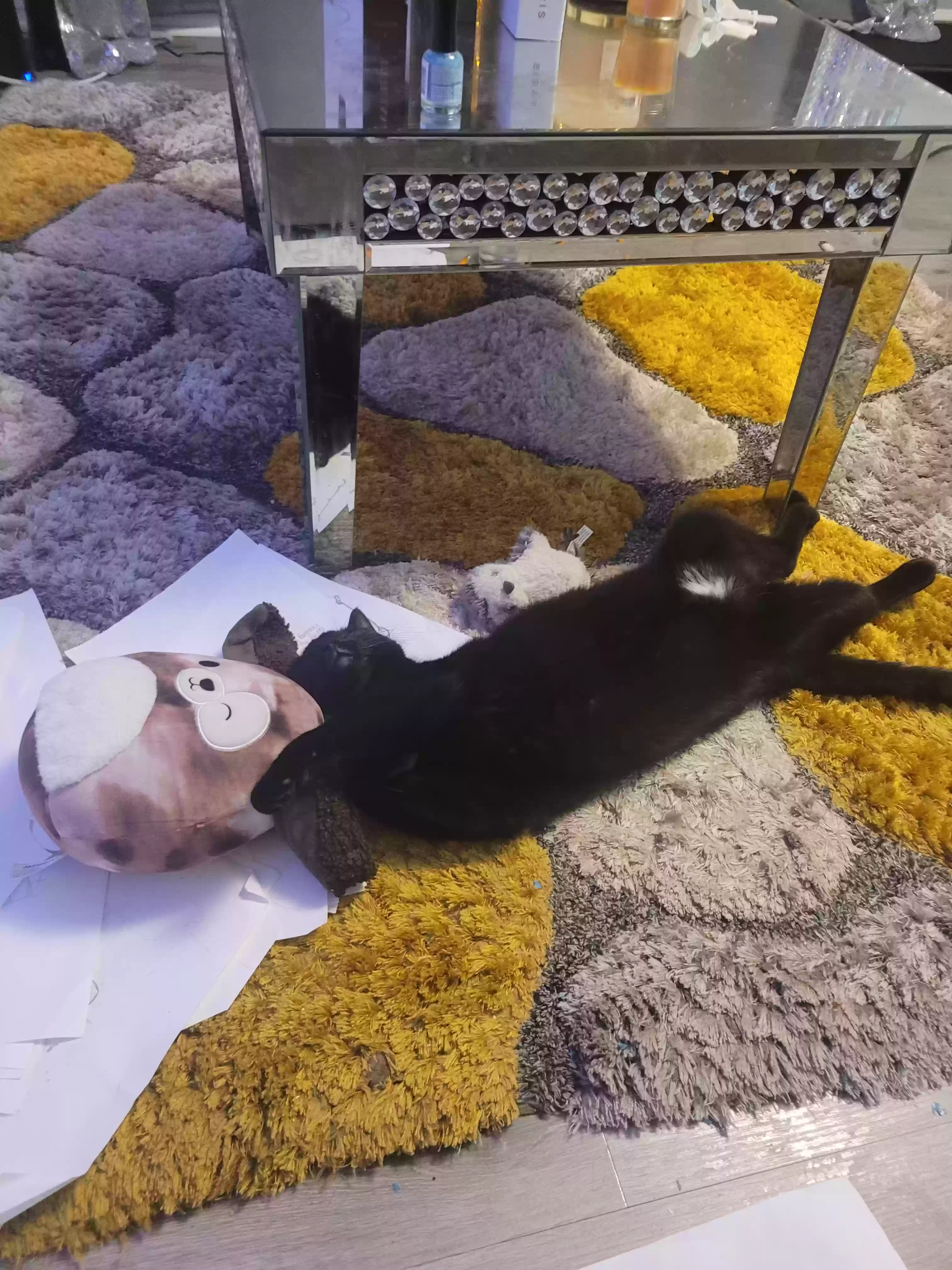 adoptable Cat in Cincinnati,OH named Onyx