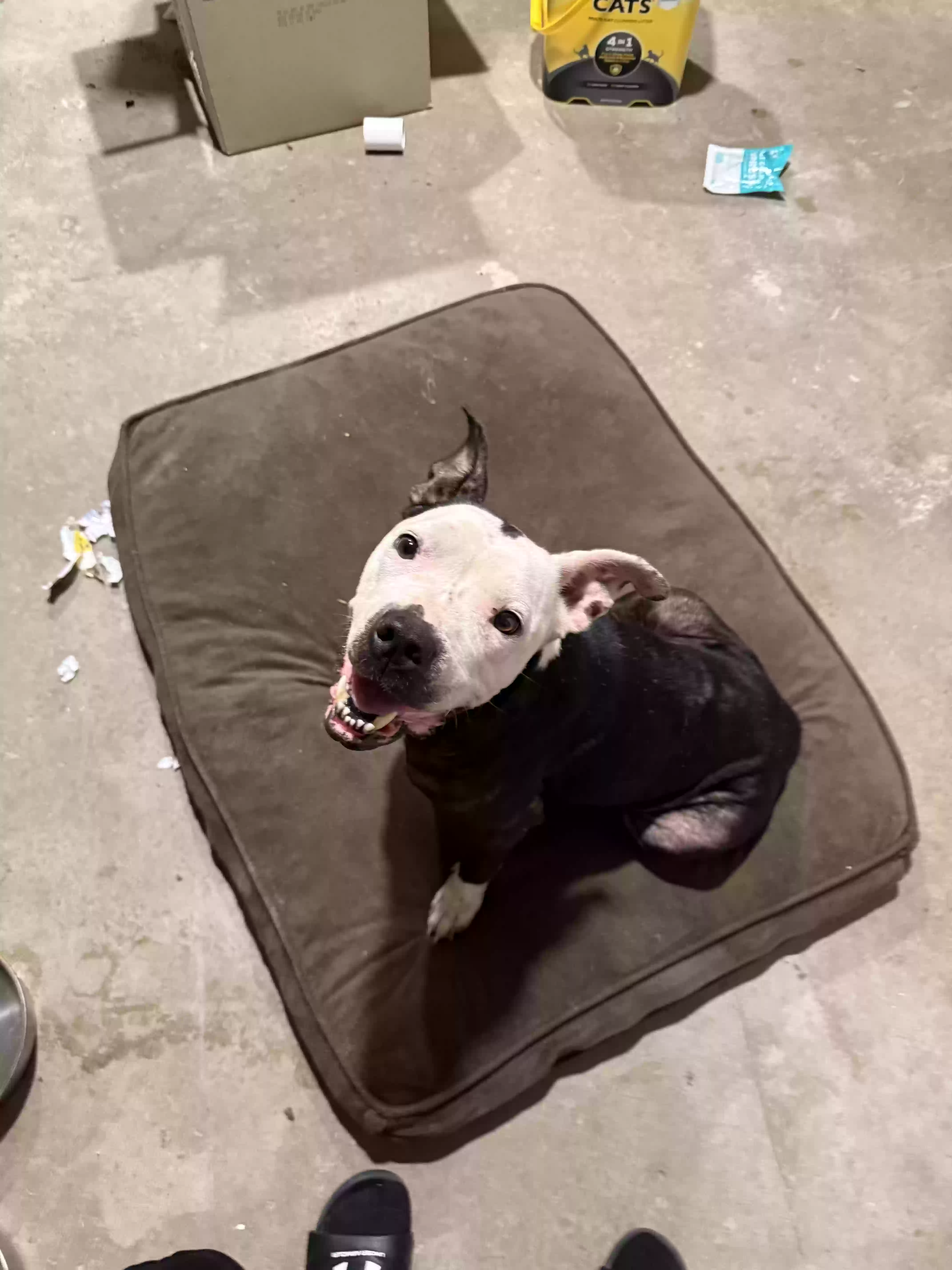 adoptable Dog in Paola,KS named Nova